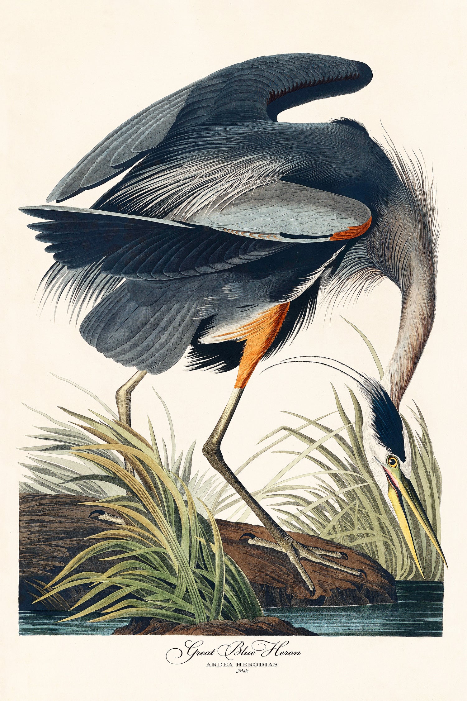 Great Blue Heron by John James Audubon on GIANT ART - green botanical nature