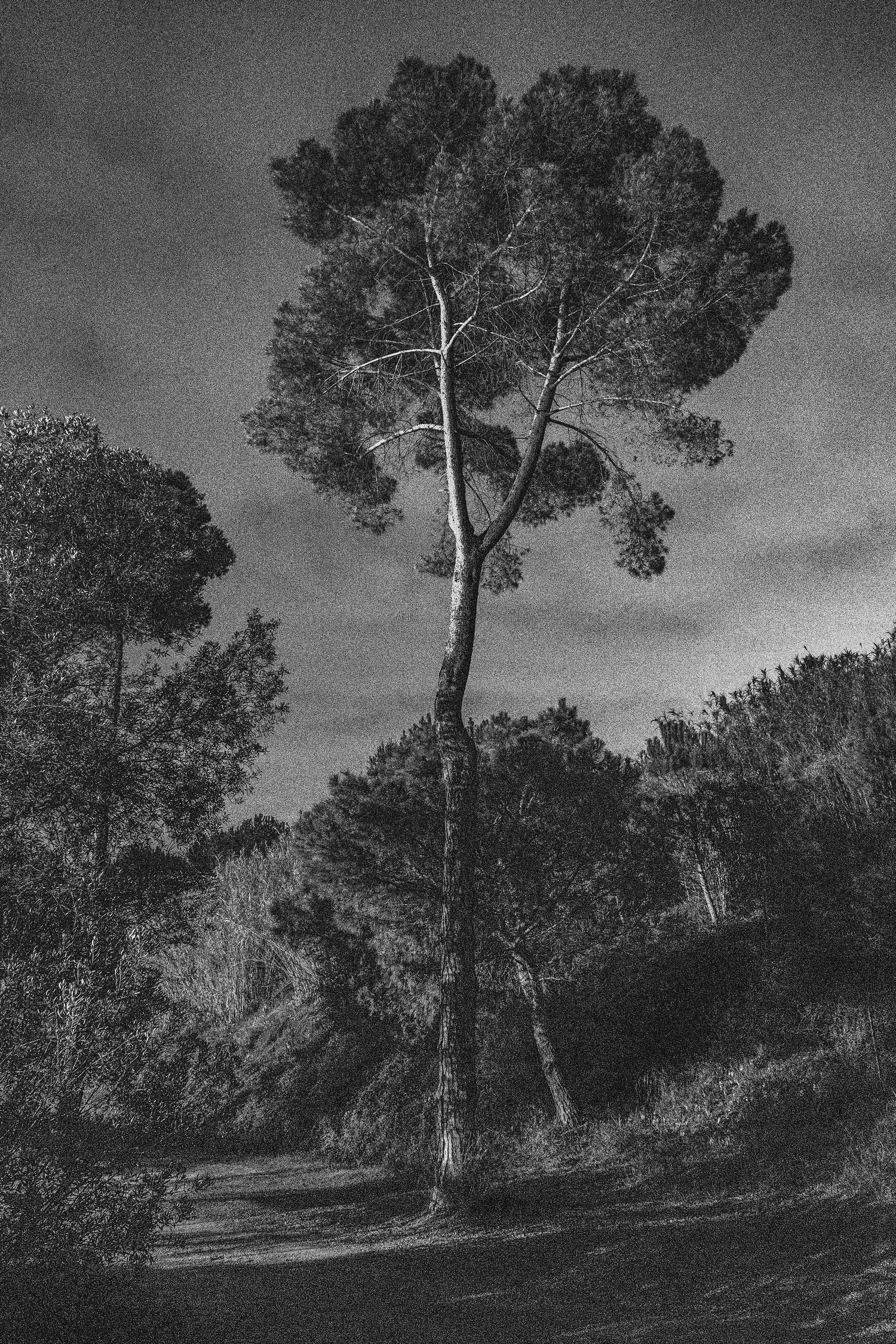 Arbores by Pepa on GIANT ART - black botanical framed canvas