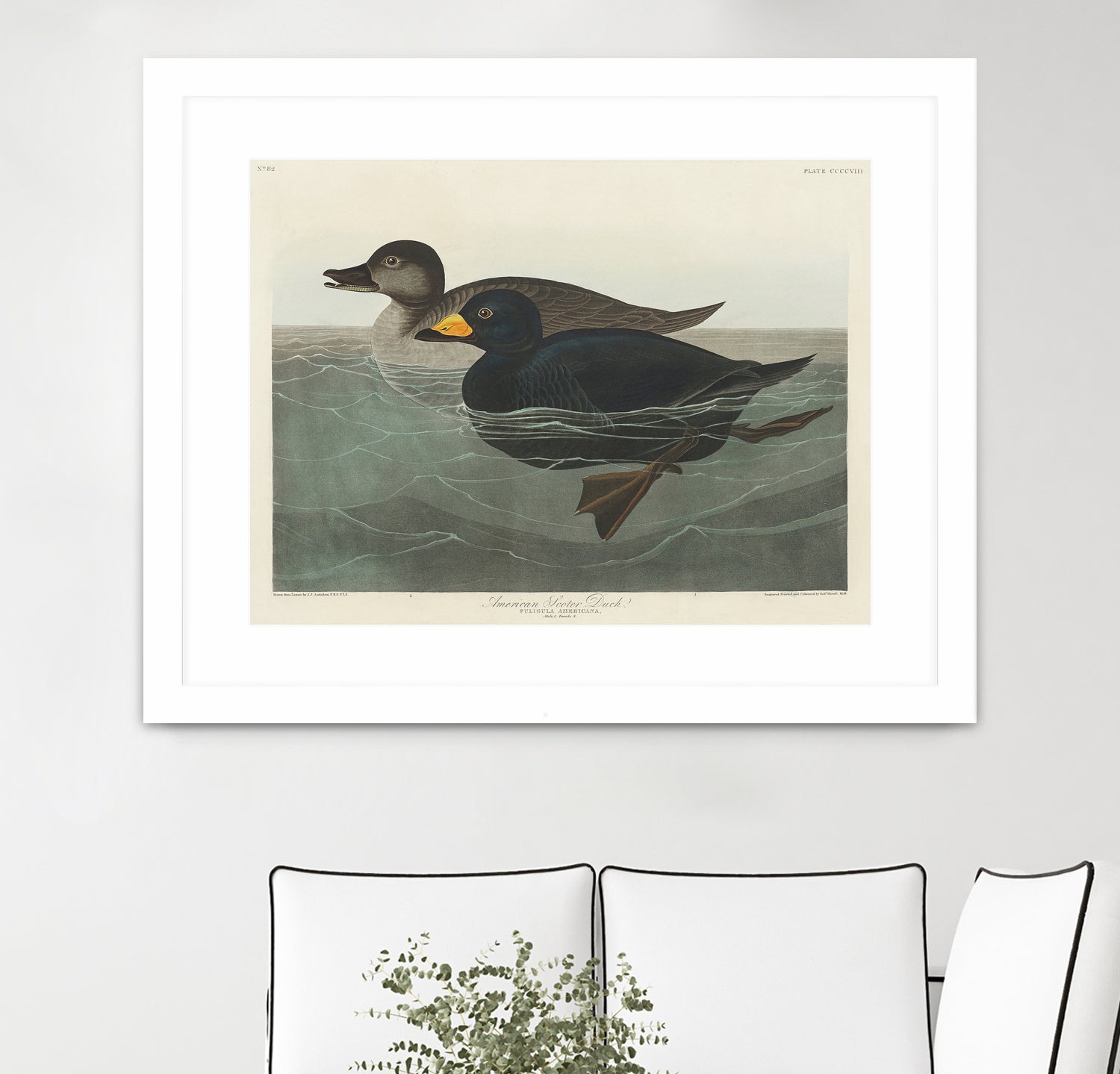 American Scoter Duck From Birds of America (1827) by John James Audubon on GIANT ART - animals john james audubon