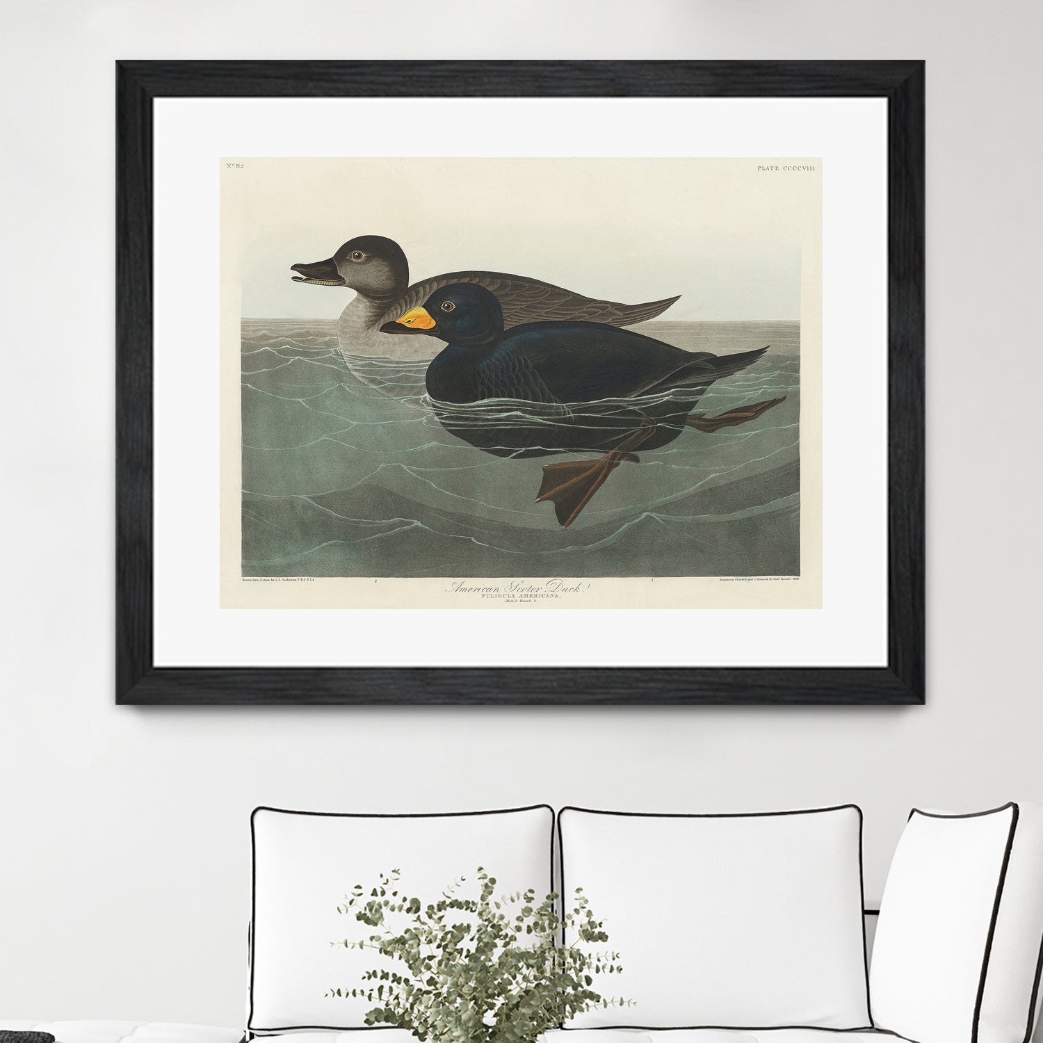 American Scoter Duck From Birds of America (1827) by John James Audubon on GIANT ART - animals john james audubon