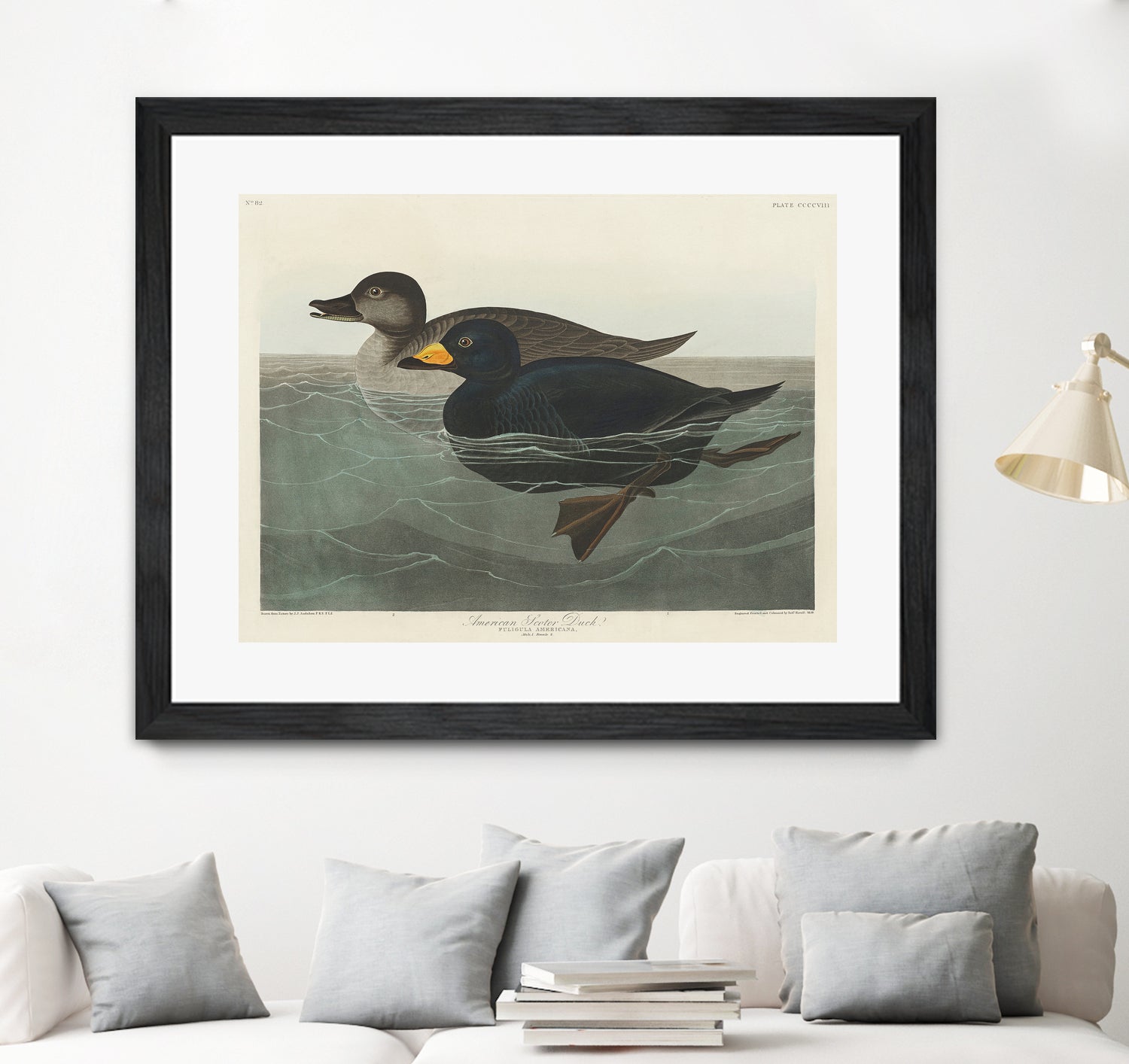 American Scoter Duck From Birds of America (1827) by John James Audubon on GIANT ART - animals john james audubon