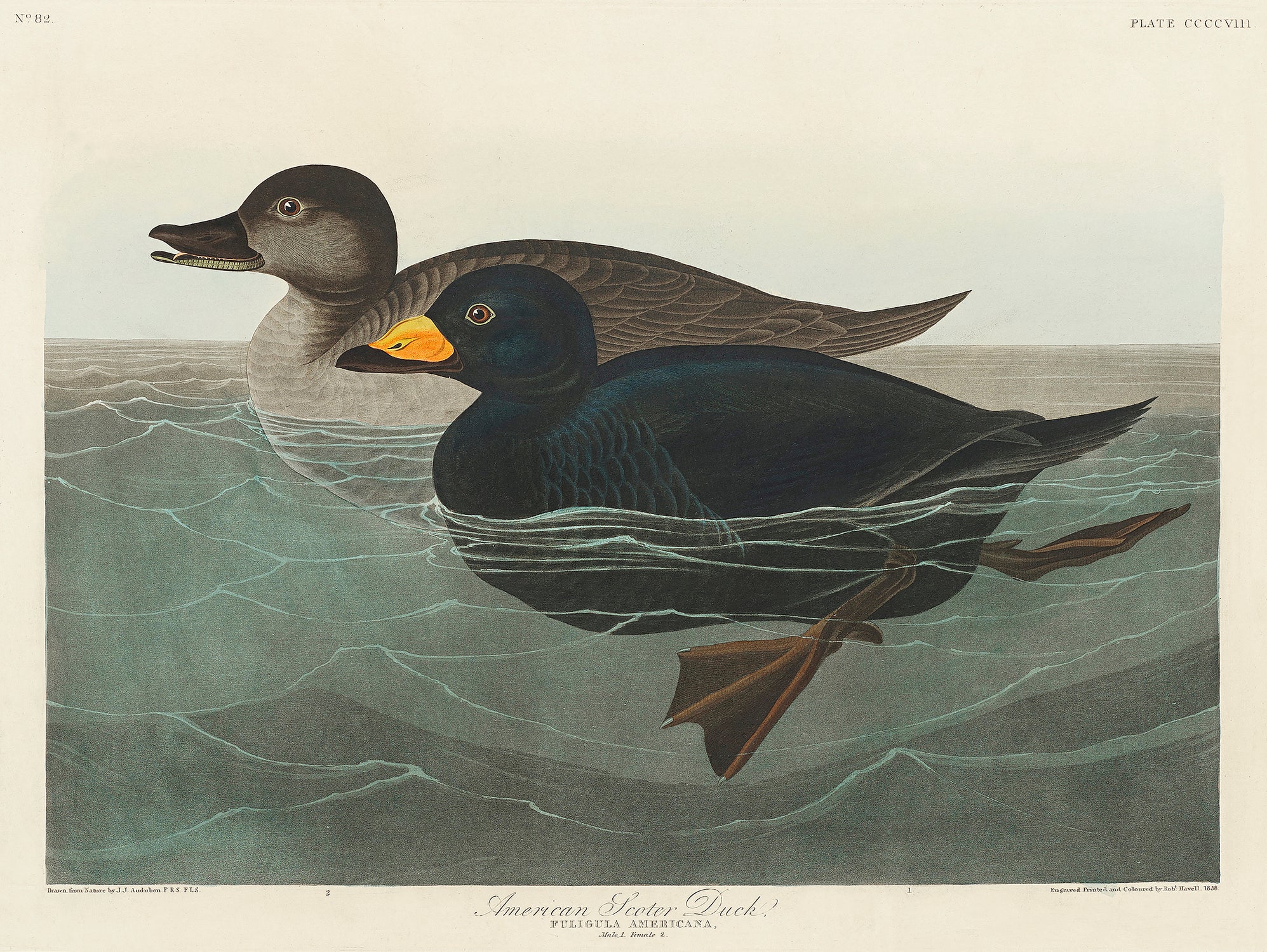 American Scoter Duck From Birds of America (1827) by John James Audubon on GIANT ART - animals john james audubon