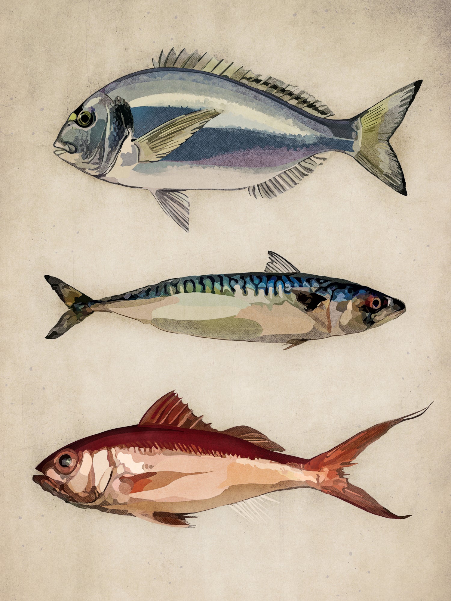 Trio of Ocean Life by Emel Tunaboylu on GIANT ART - animals vintage fish illustration
