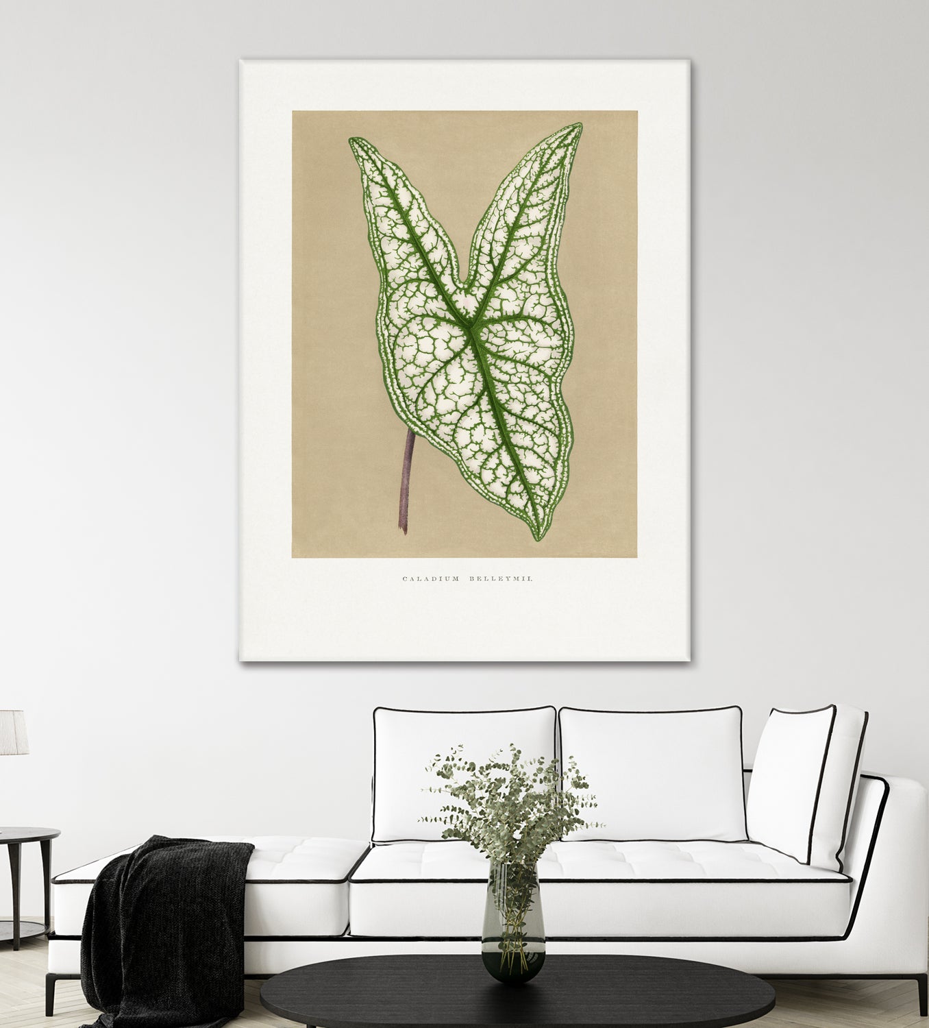 Green Caladium Belleymii Leaf Illustration by Les Plantes a on GIANT ART - flowers and plants vintage botanical