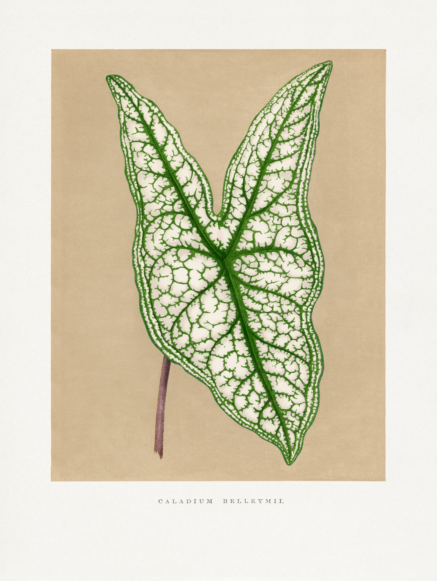 Green Caladium Belleymii Leaf Illustration by Les Plantes a on GIANT ART - flowers and plants vintage botanical