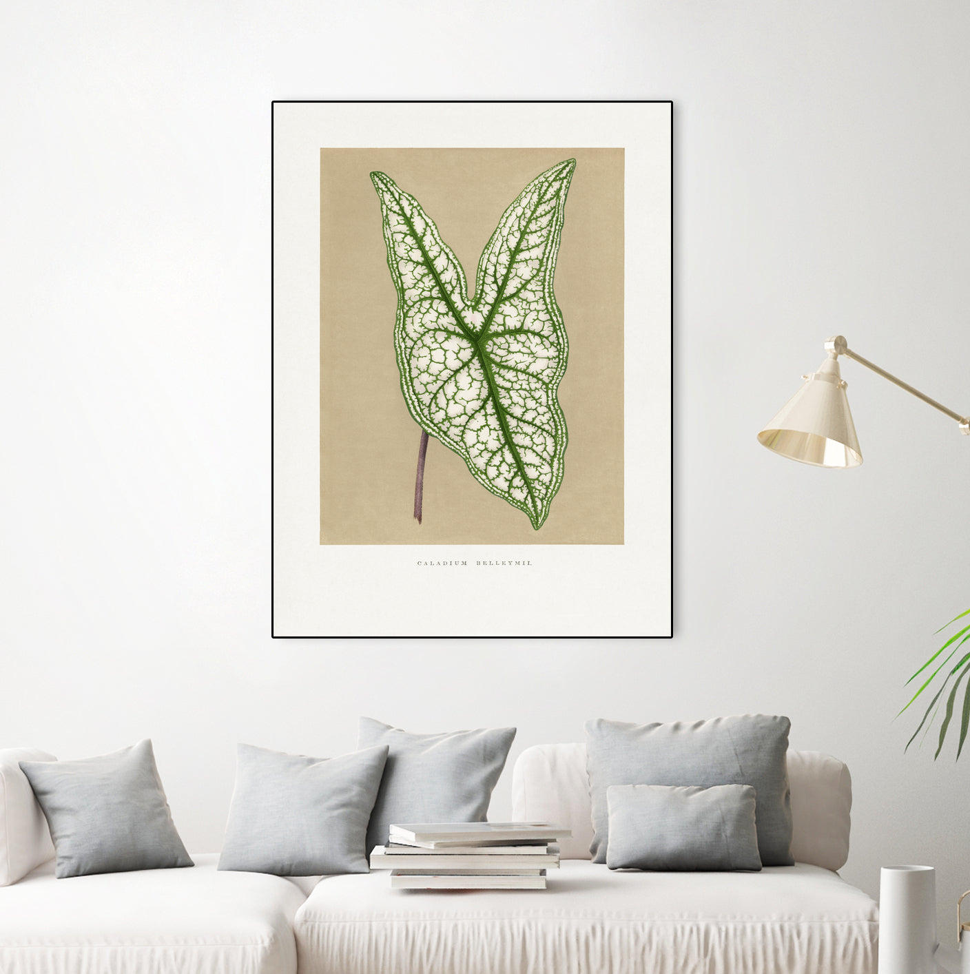 Green Caladium Belleymii Leaf Illustration by Les Plantes a on GIANT ART - flowers and plants vintage botanical