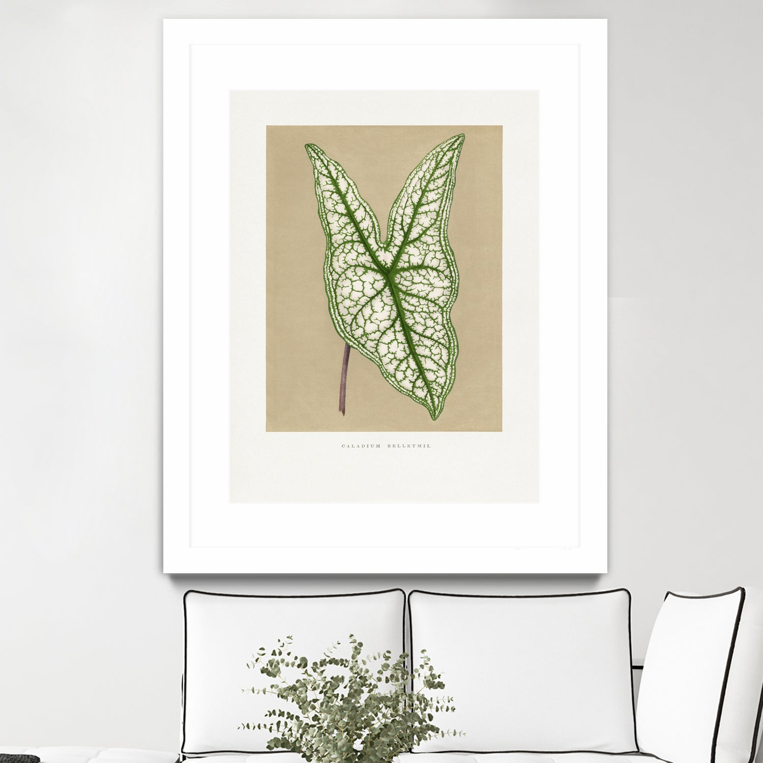 Green Caladium Belleymii Leaf Illustration by Les Plantes a on GIANT ART - flowers and plants vintage botanical