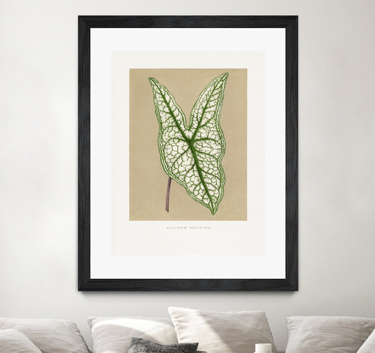 Green Caladium Belleymii Leaf Illustration by Les Plantes a on GIANT ART - flowers and plants vintage botanical