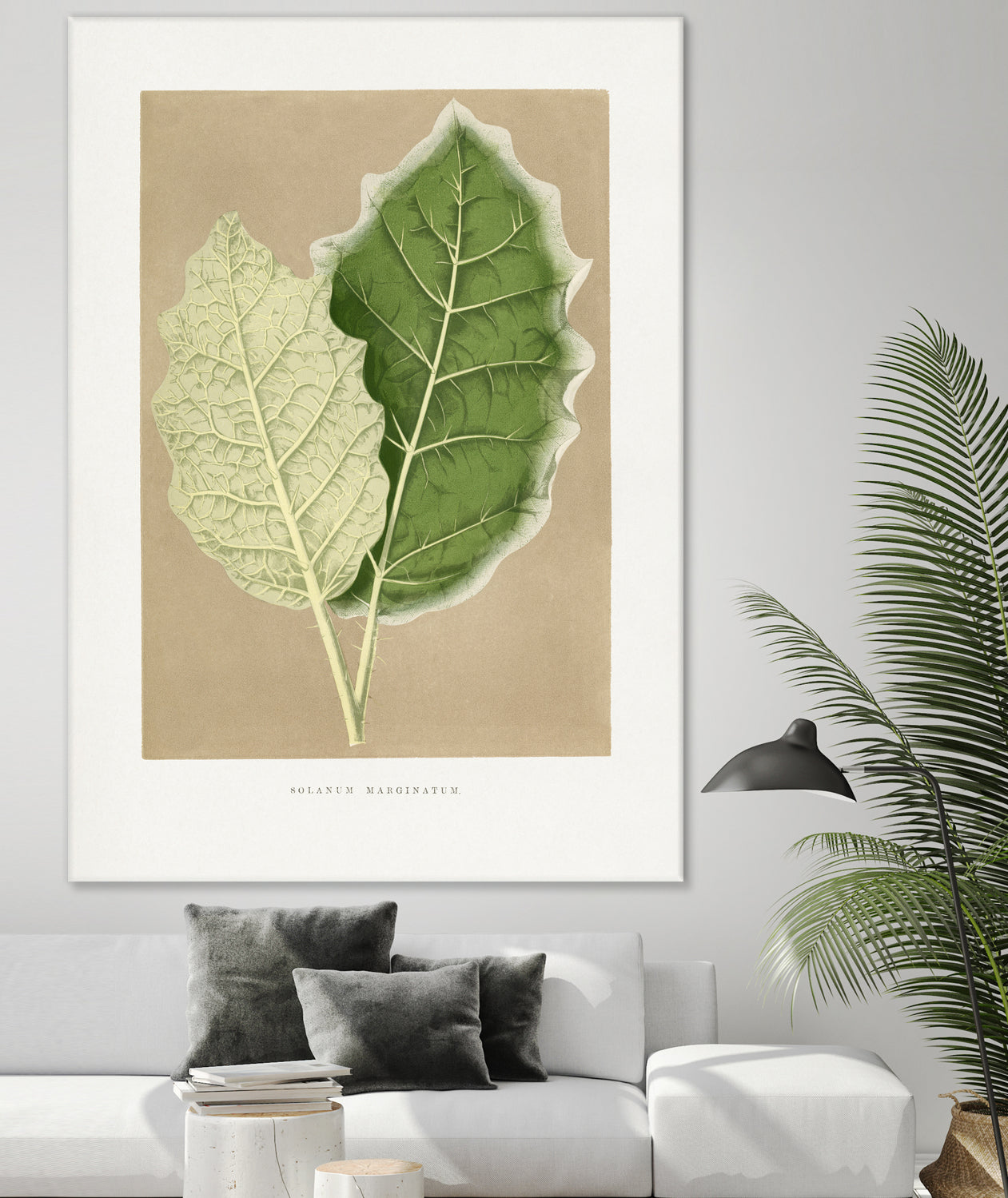 Green Solanum Marginatum Leaf Illustration by Les Plantes a on GIANT ART - flowers and plants vintage botanical