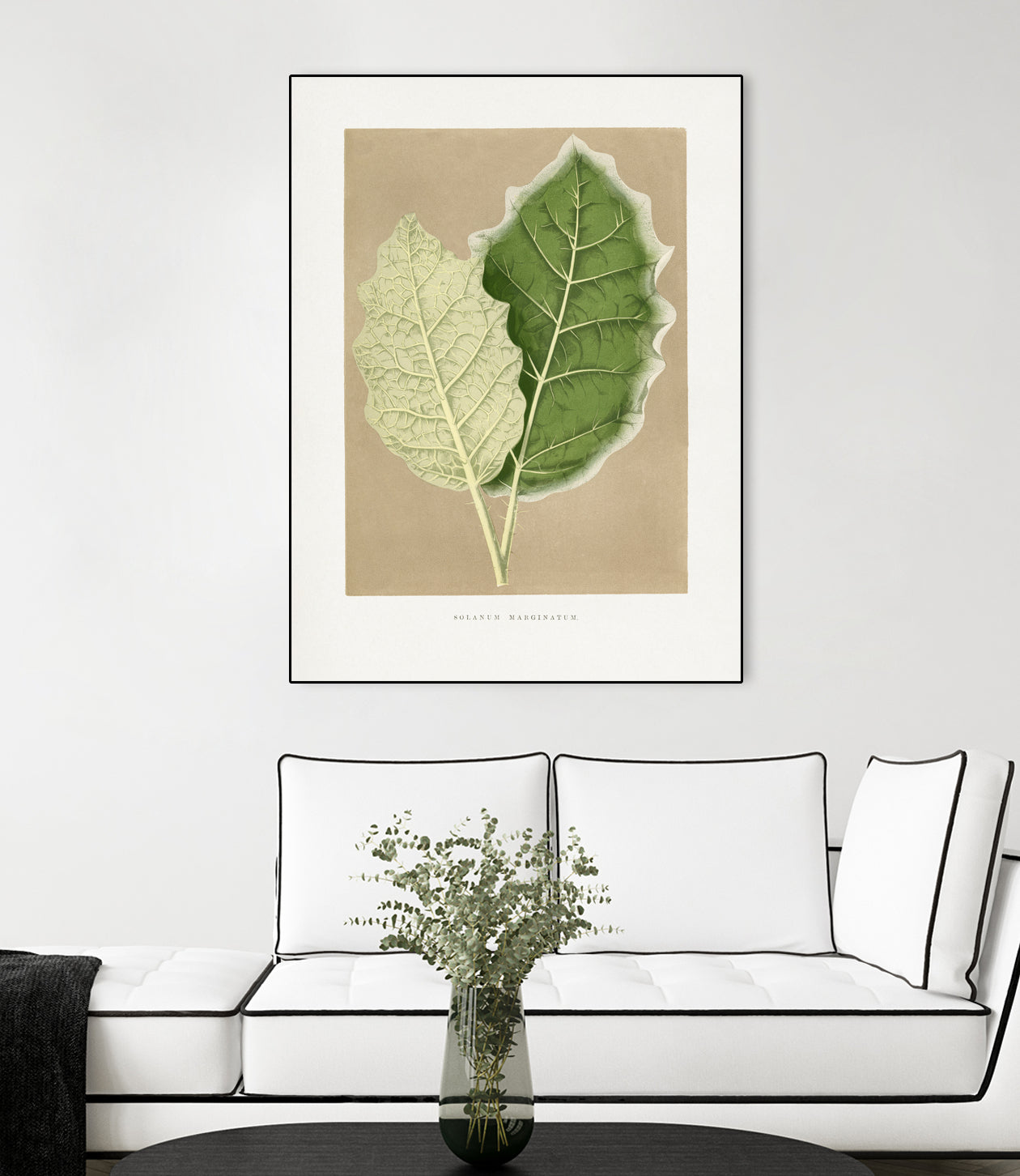 Green Solanum Marginatum Leaf Illustration by Les Plantes a on GIANT ART - flowers and plants vintage botanical