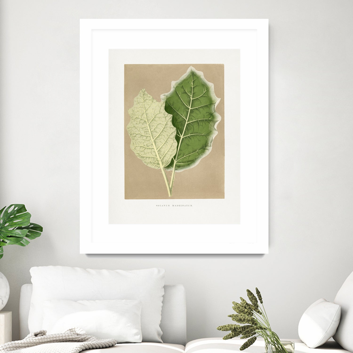 Green Solanum Marginatum Leaf Illustration by Les Plantes a on GIANT ART - flowers and plants vintage botanical