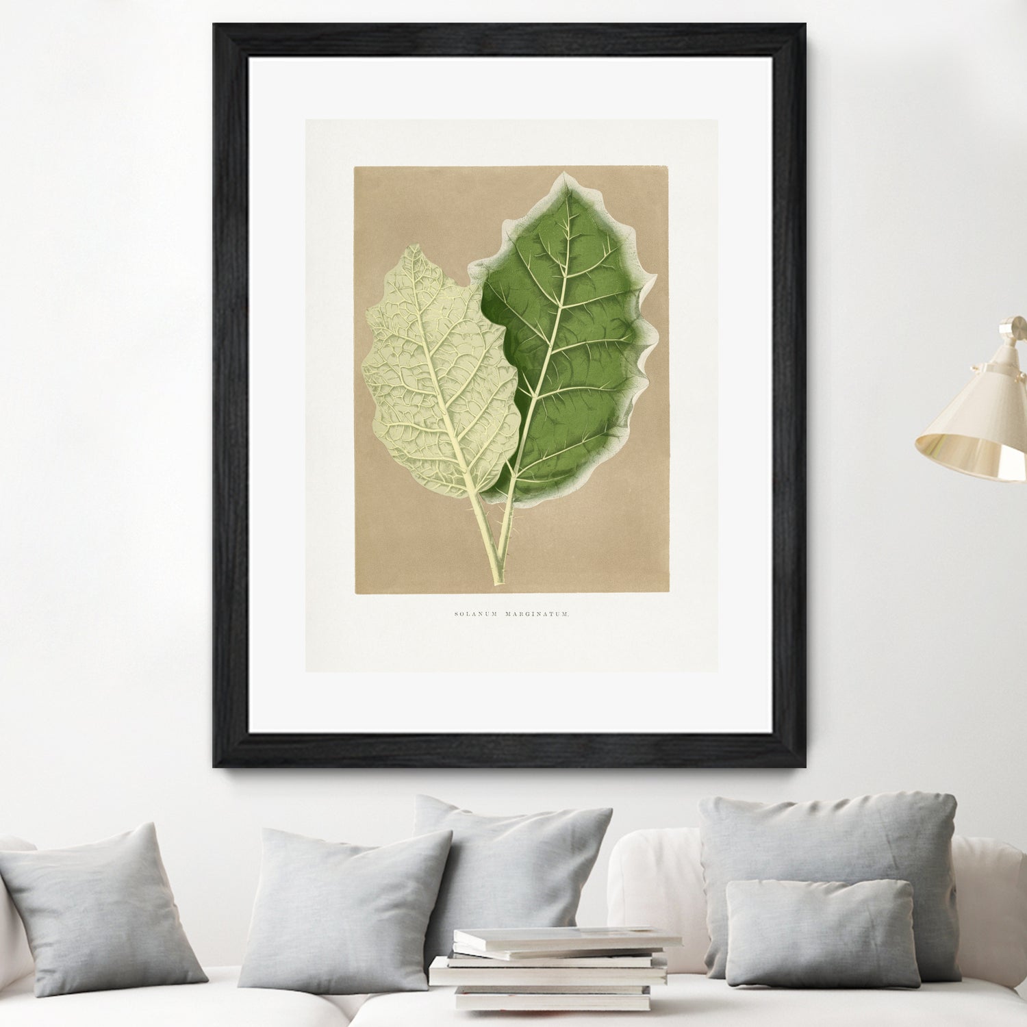 Green Solanum Marginatum Leaf Illustration by Les Plantes a on GIANT ART - flowers and plants vintage botanical