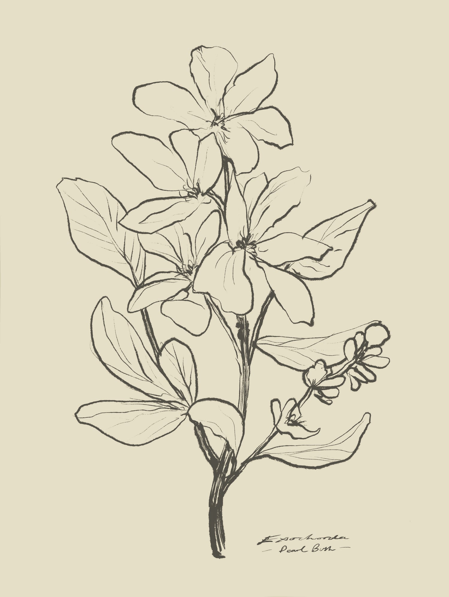 Floral 1 by Dan Hobday on GIANT ART - flowers and plants sketch