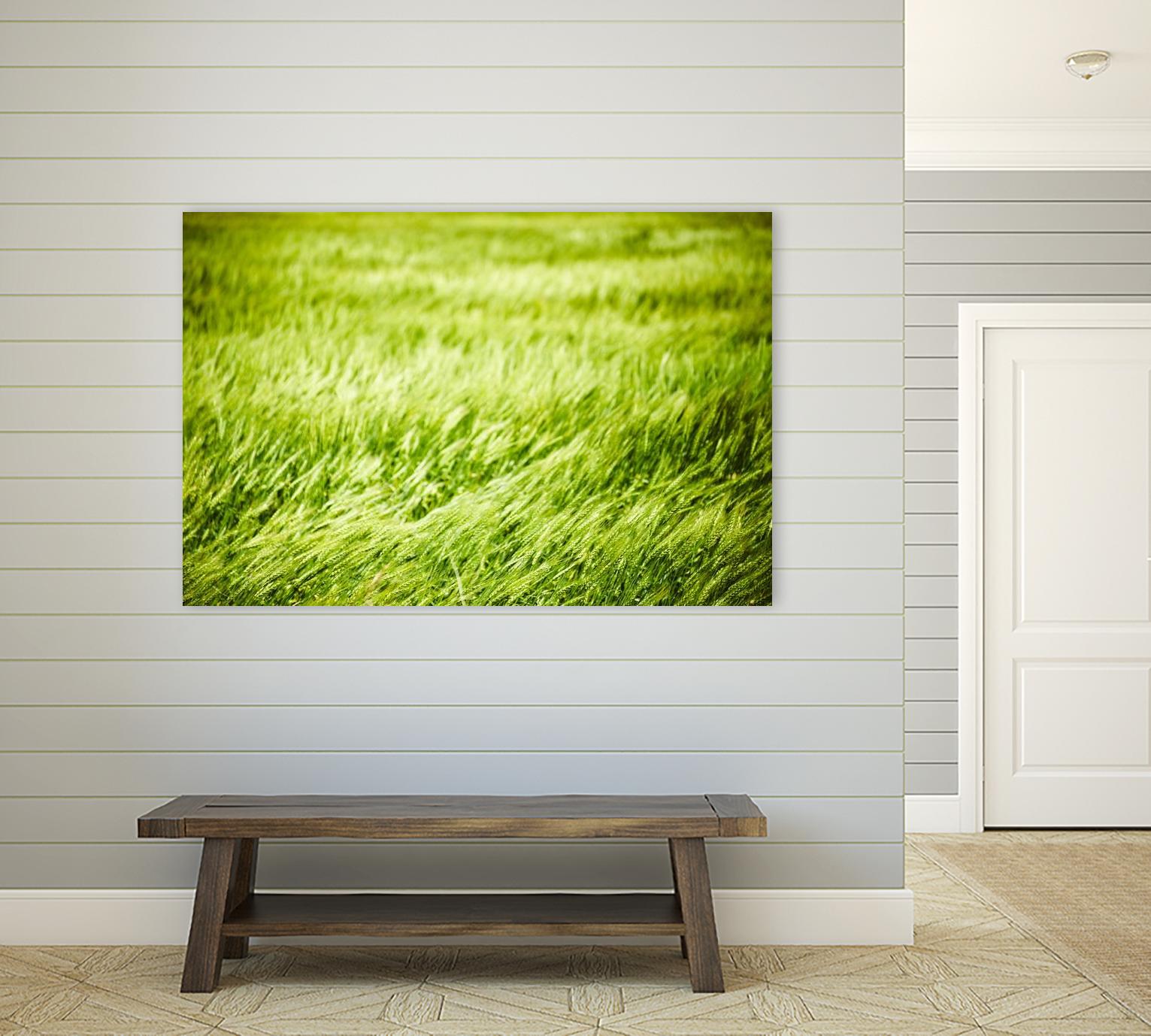 Grass I by Peter Morneau on GIANT ART - green photo art