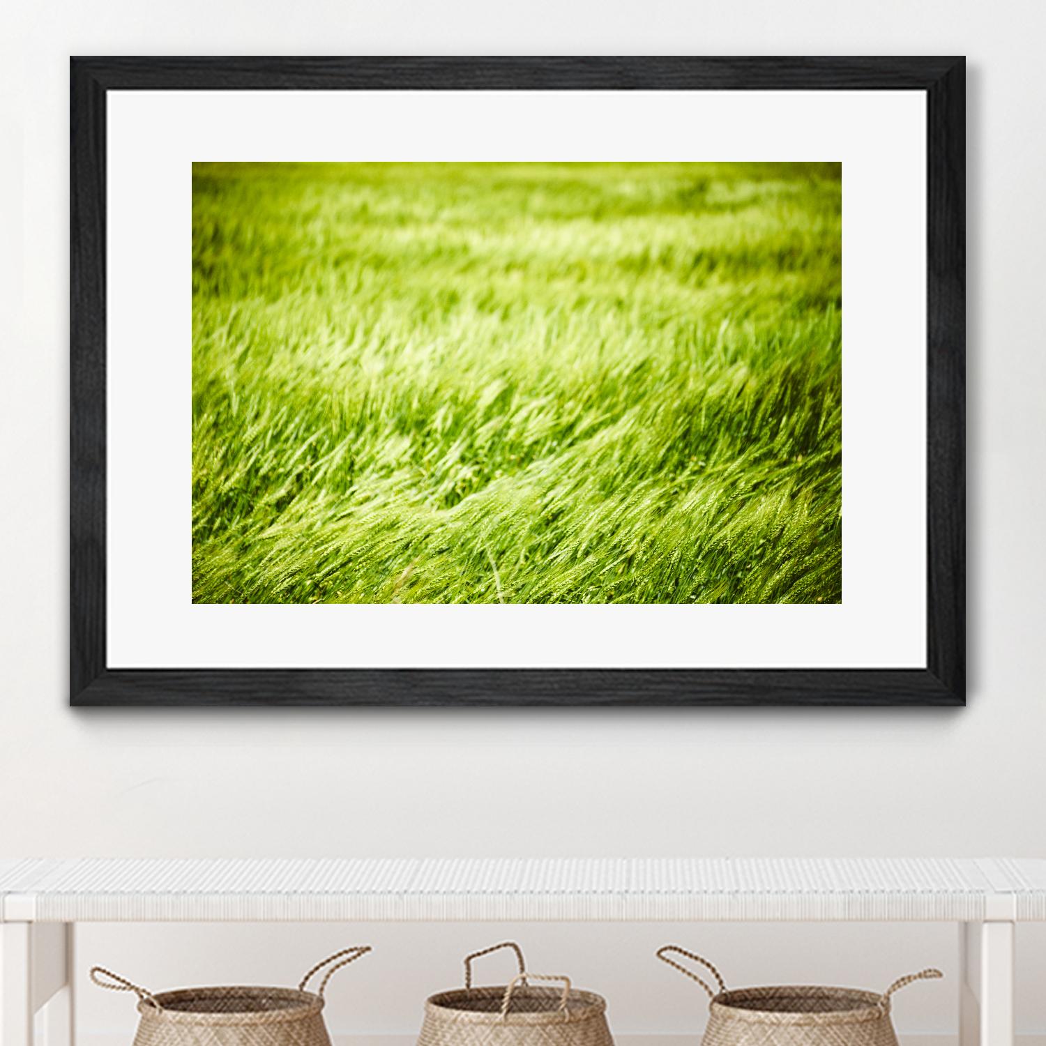 Grass I by Peter Morneau on GIANT ART - green photo art