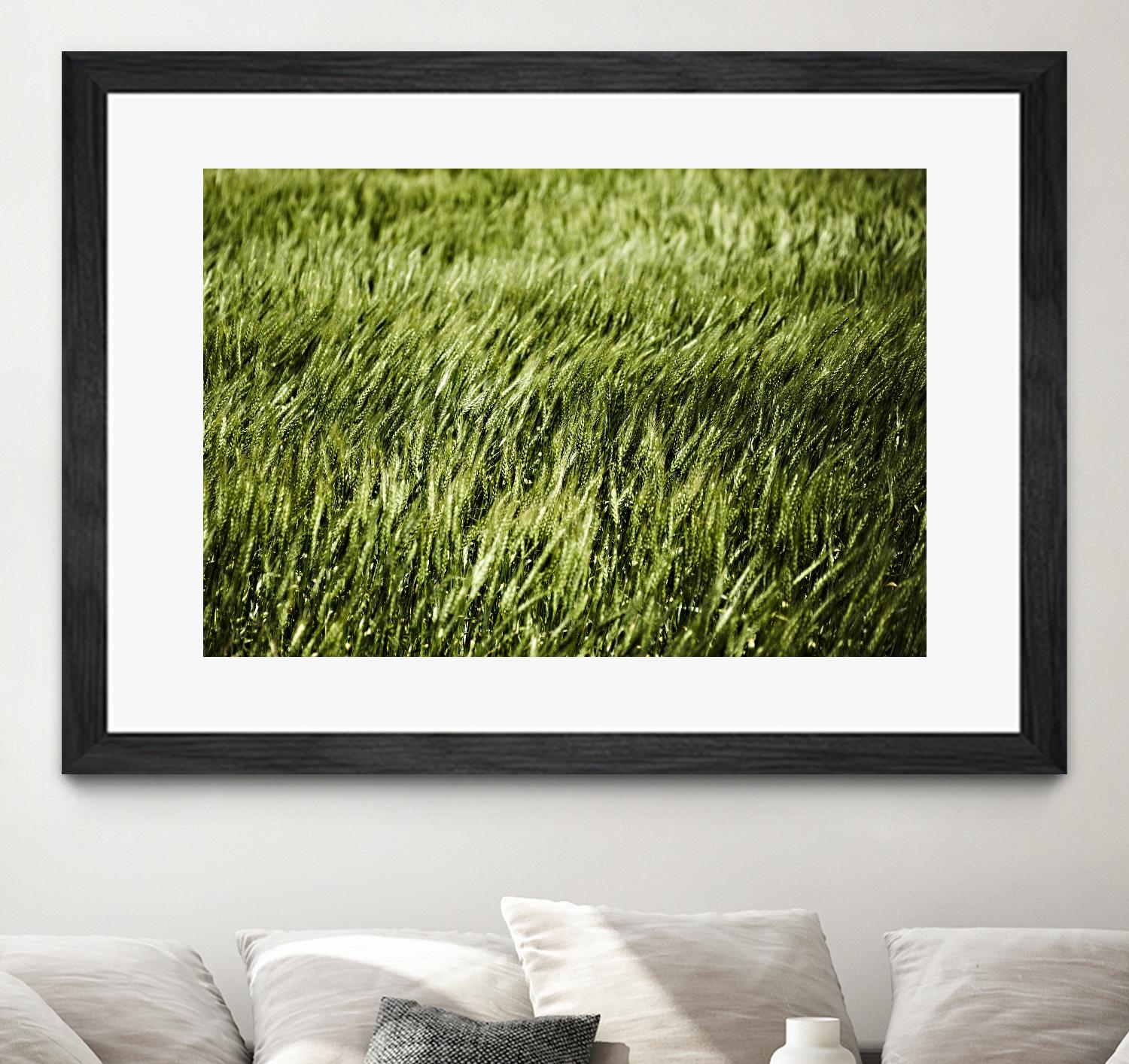 Grass II by Peter Morneau on GIANT ART - green photo art