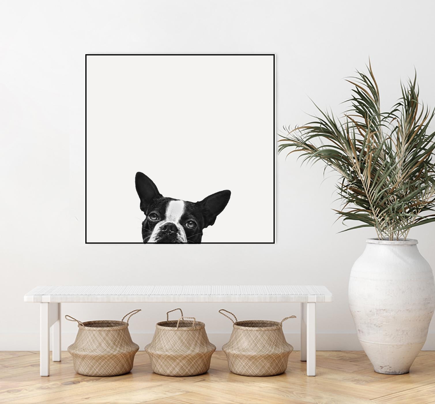 Loyalty by Jon Bertelli on GIANT ART - black,white photography, animals, dogs, humor