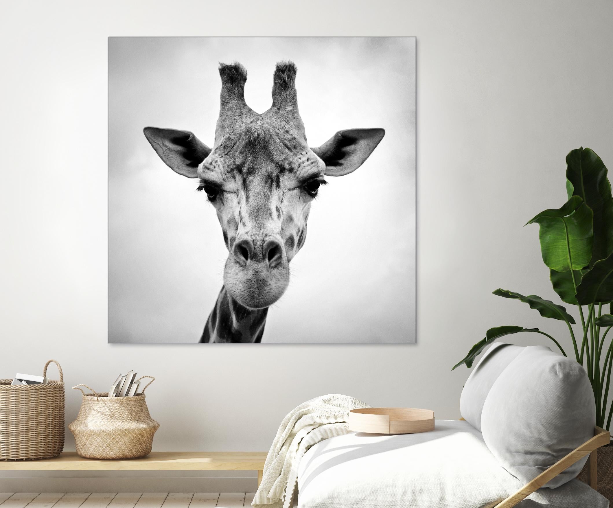 Giraffe by PhotoINC Studio on GIANT ART - white animals