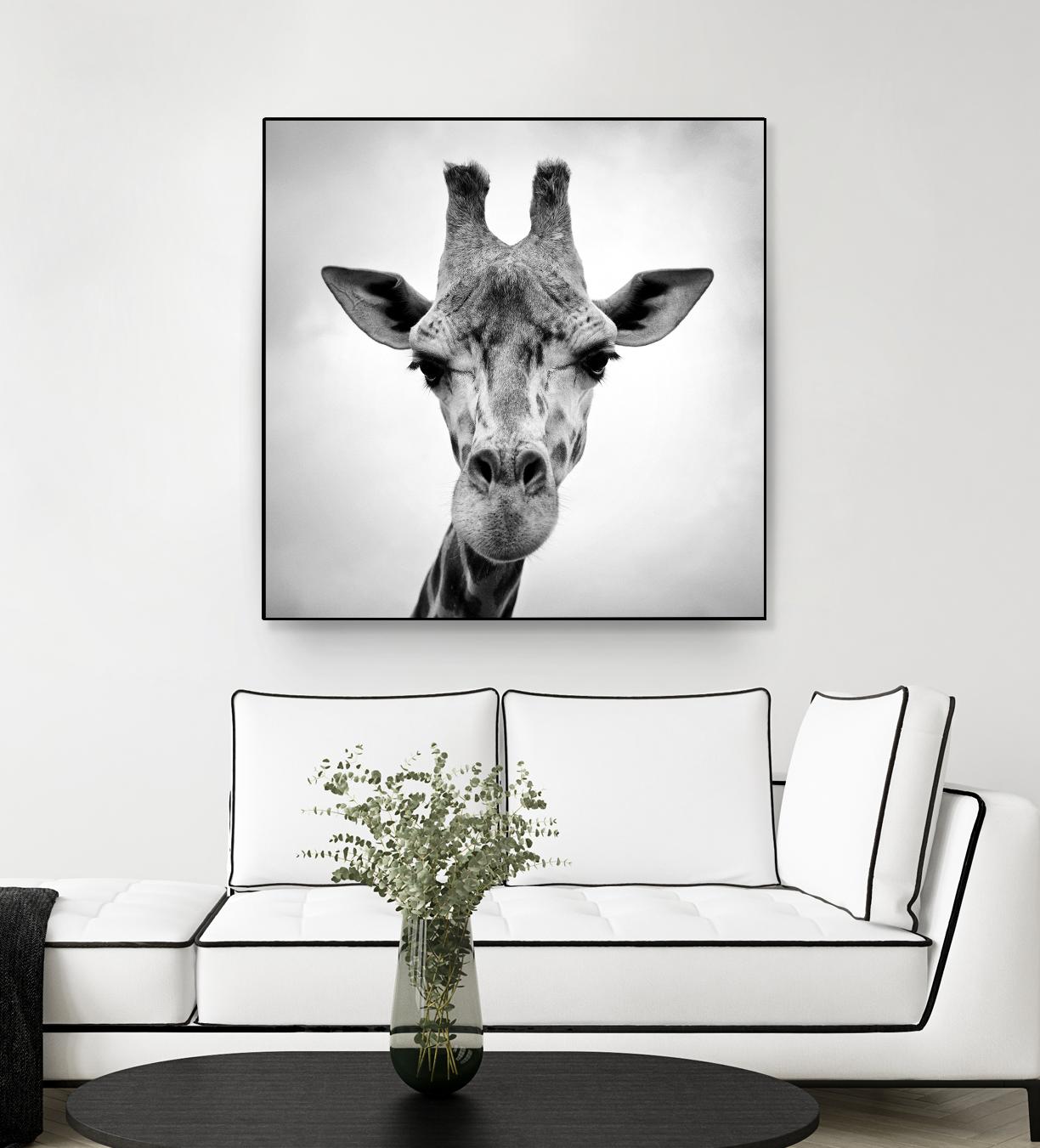 Giraffe by PhotoINC Studio on GIANT ART - white animals