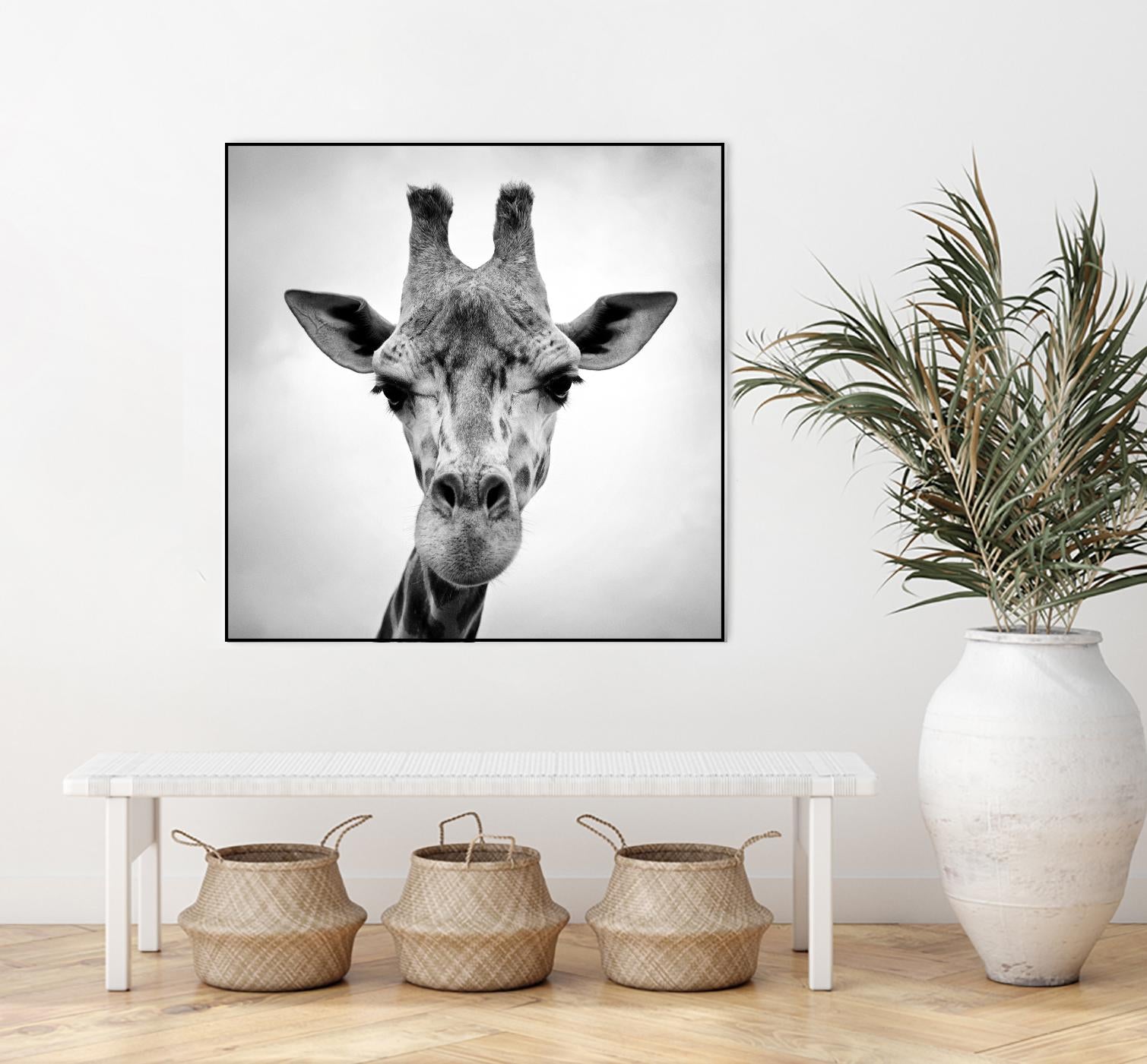 Giraffe by PhotoINC Studio on GIANT ART - white animals