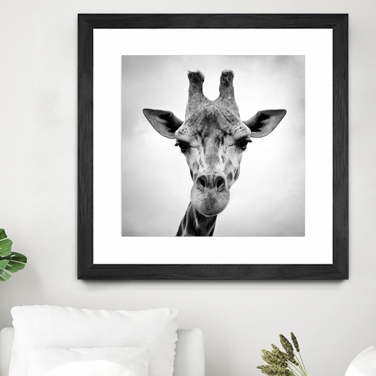 Giraffe by PhotoINC Studio on GIANT ART - white animals