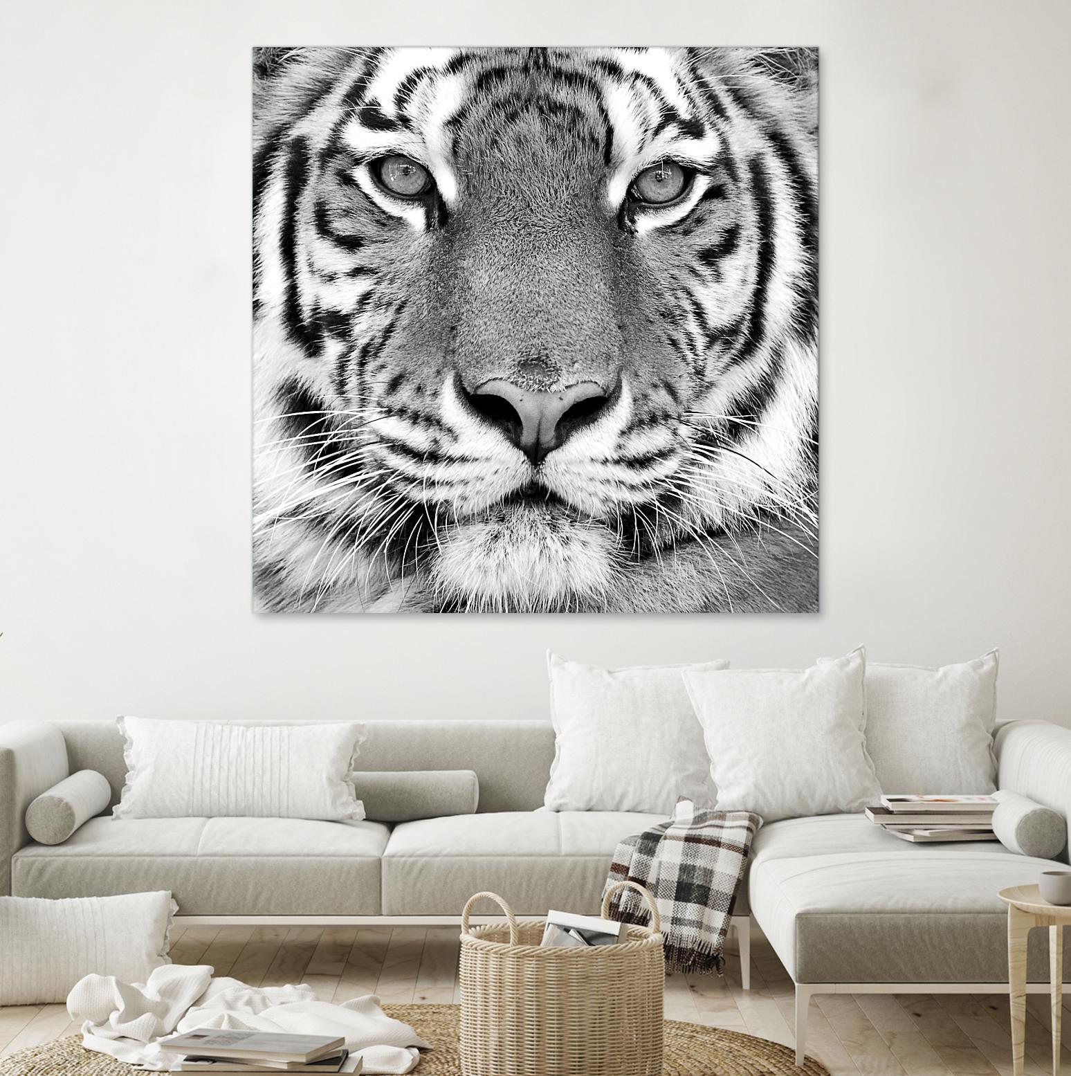 Tiger by PhotoINC Studio on GIANT ART - white animals