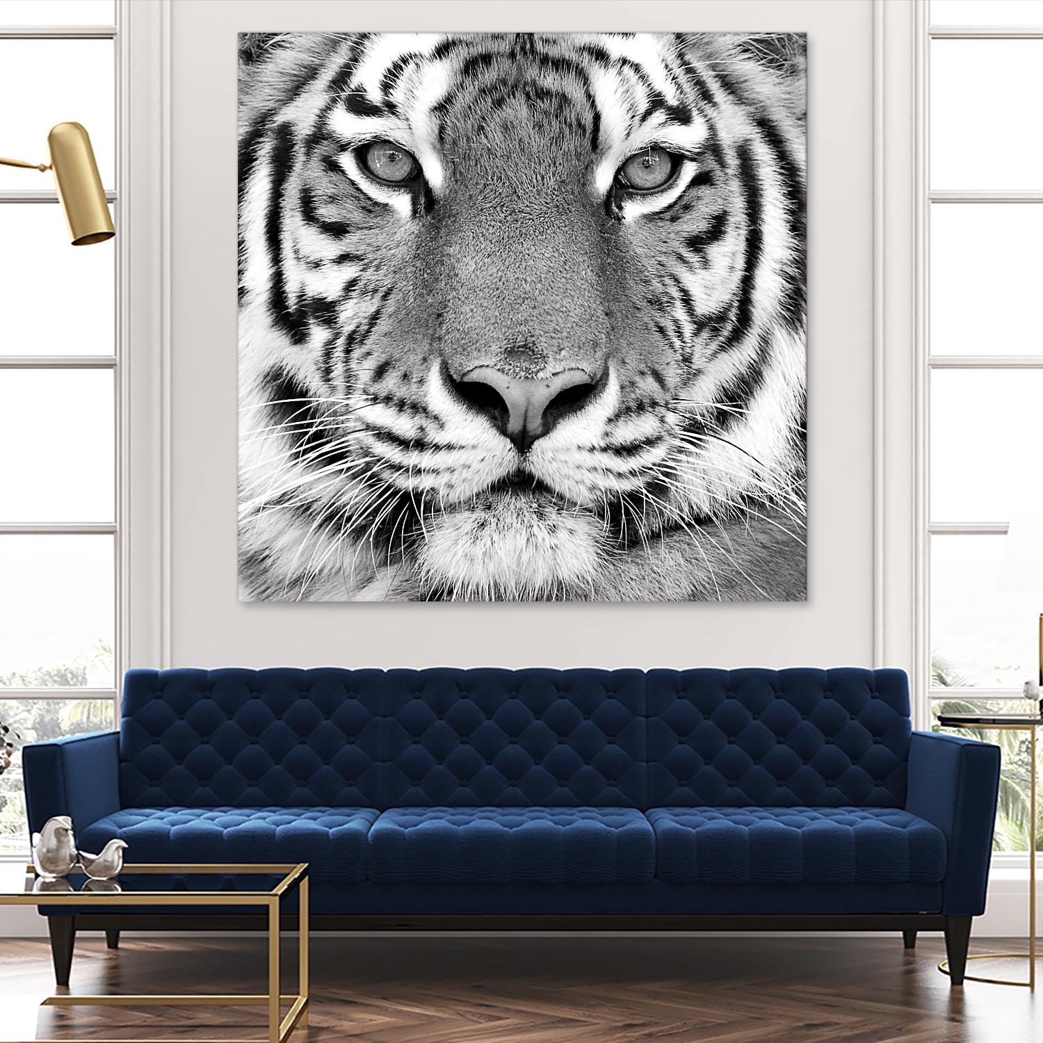 Tiger by PhotoINC Studio on GIANT ART - white animals