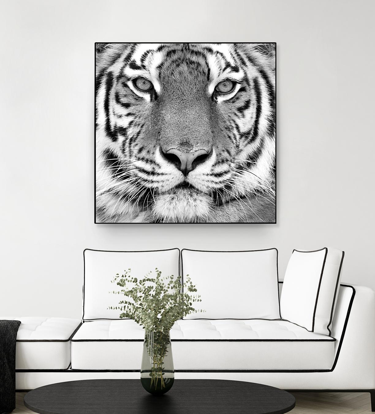 Tiger by PhotoINC Studio on GIANT ART - white animals