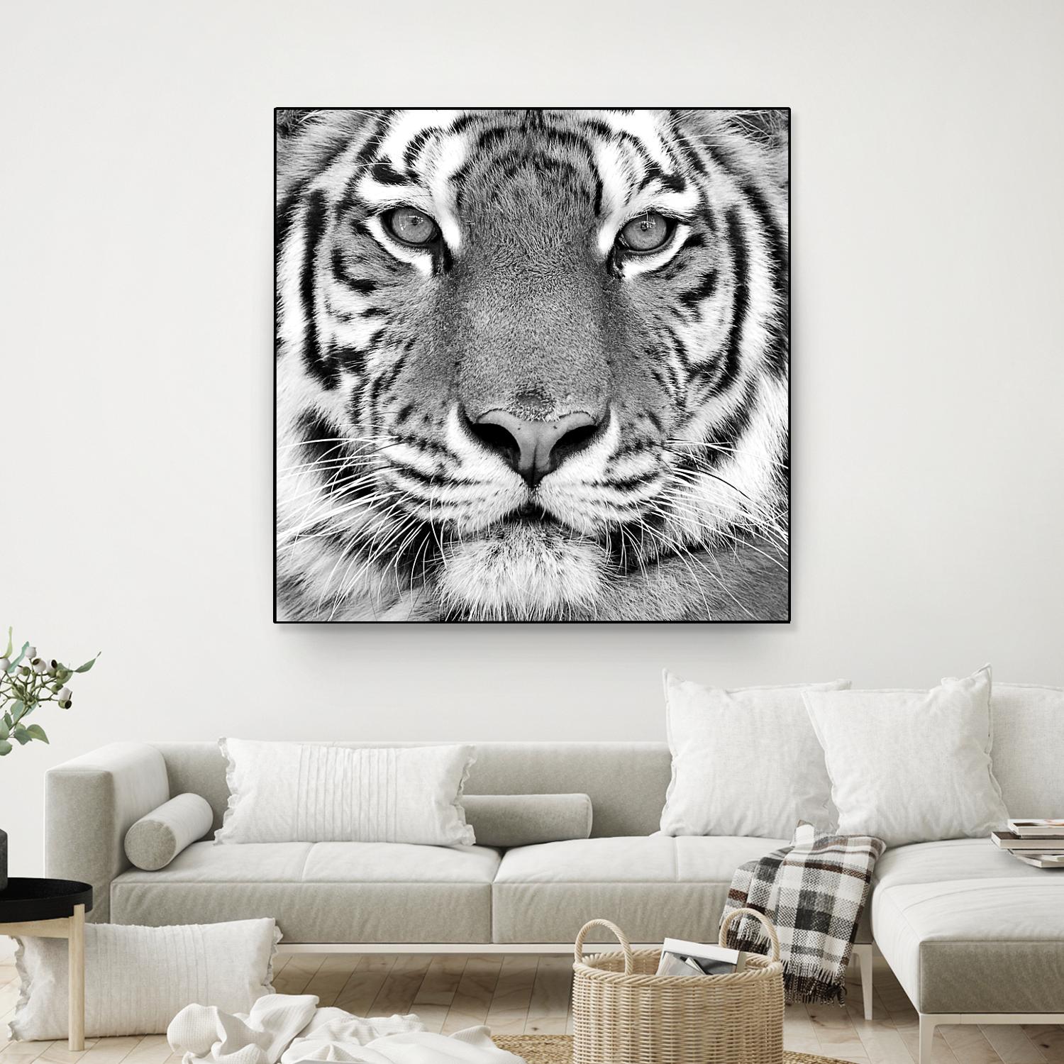 Tiger by PhotoINC Studio on GIANT ART - white animals