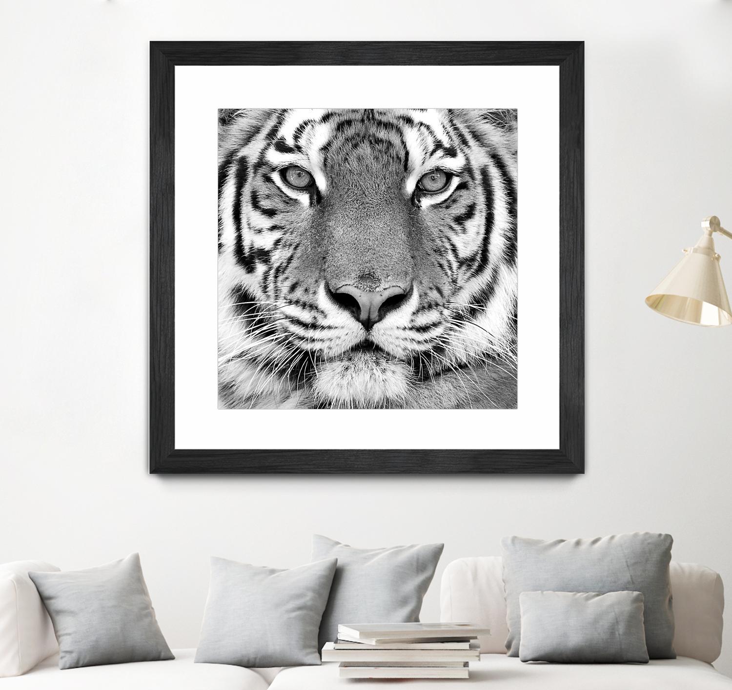 Tiger by PhotoINC Studio on GIANT ART - white animals