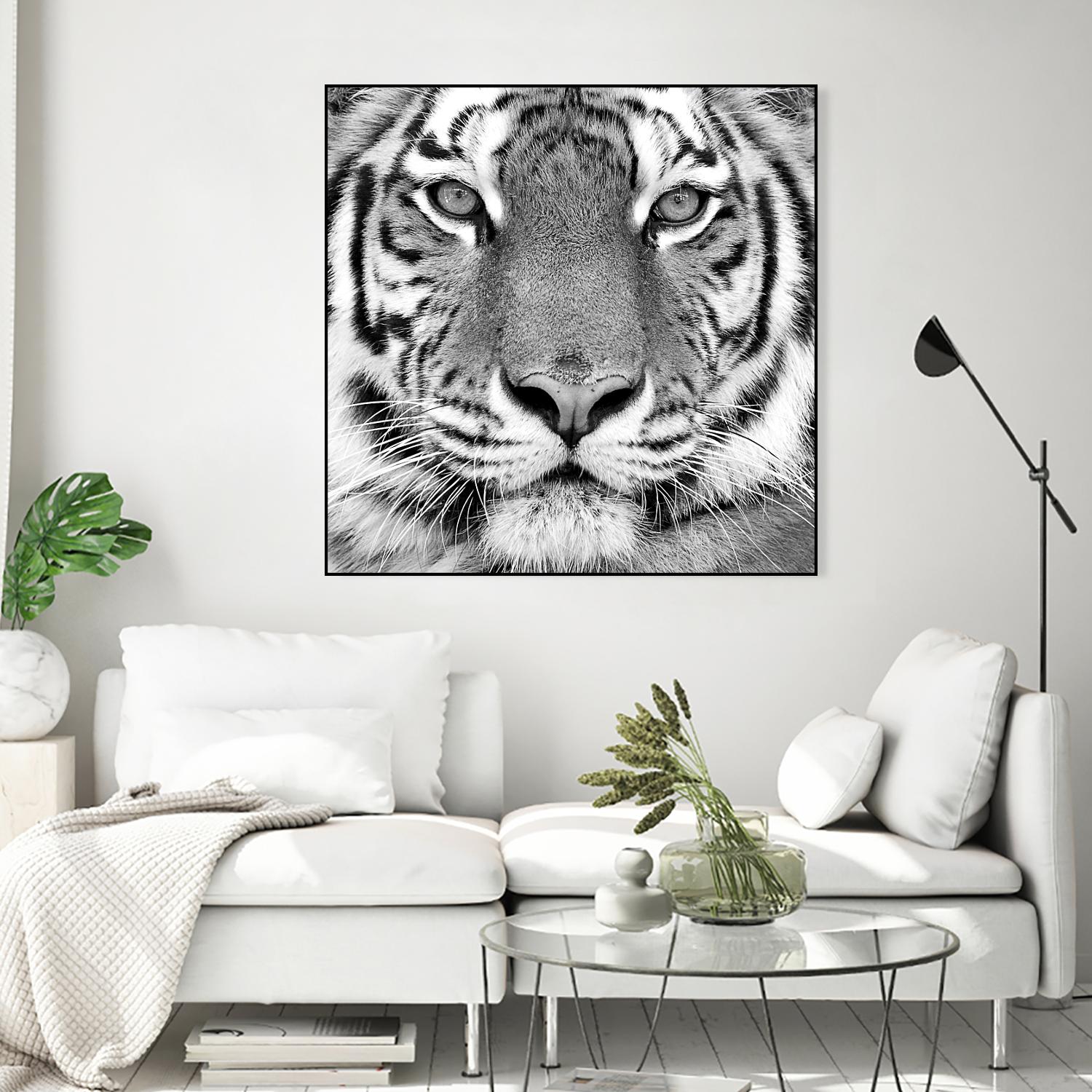 Tiger by PhotoINC Studio on GIANT ART - white animals
