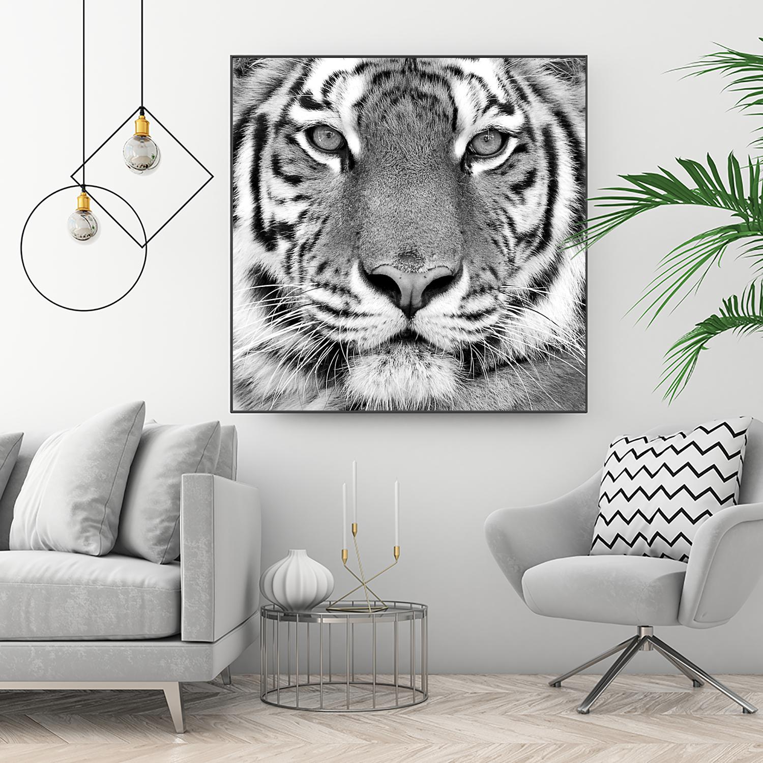 Tiger by PhotoINC Studio on GIANT ART - white animals