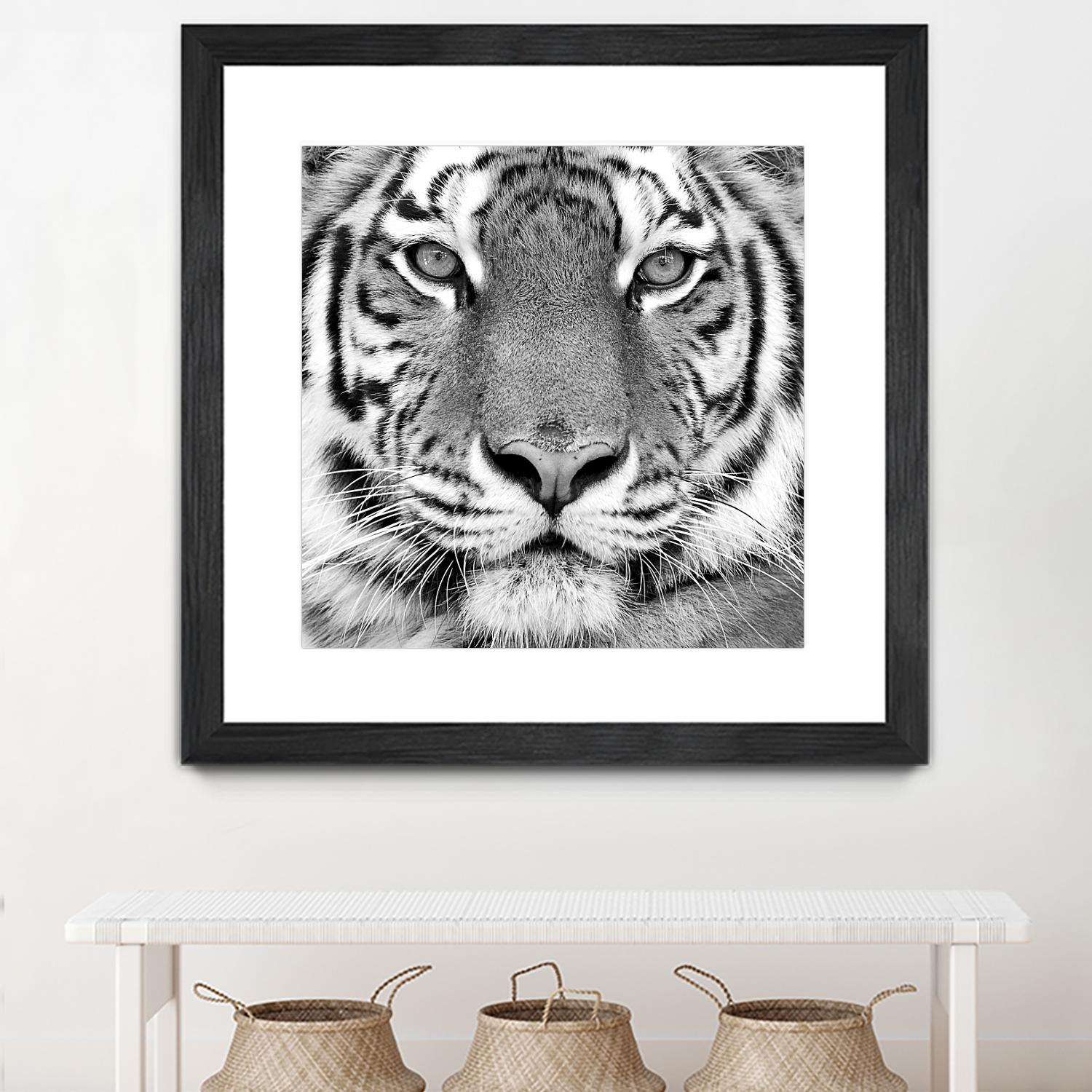 Tiger by PhotoINC Studio on GIANT ART - white animals
