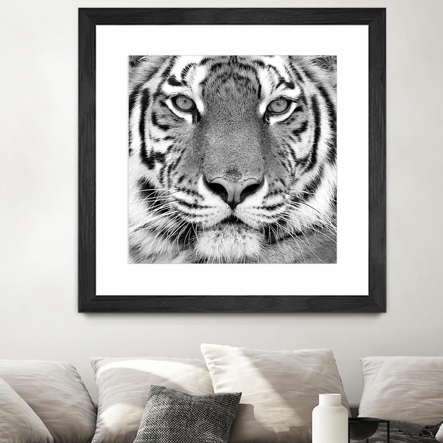 Tiger by PhotoINC Studio on GIANT ART - white animals