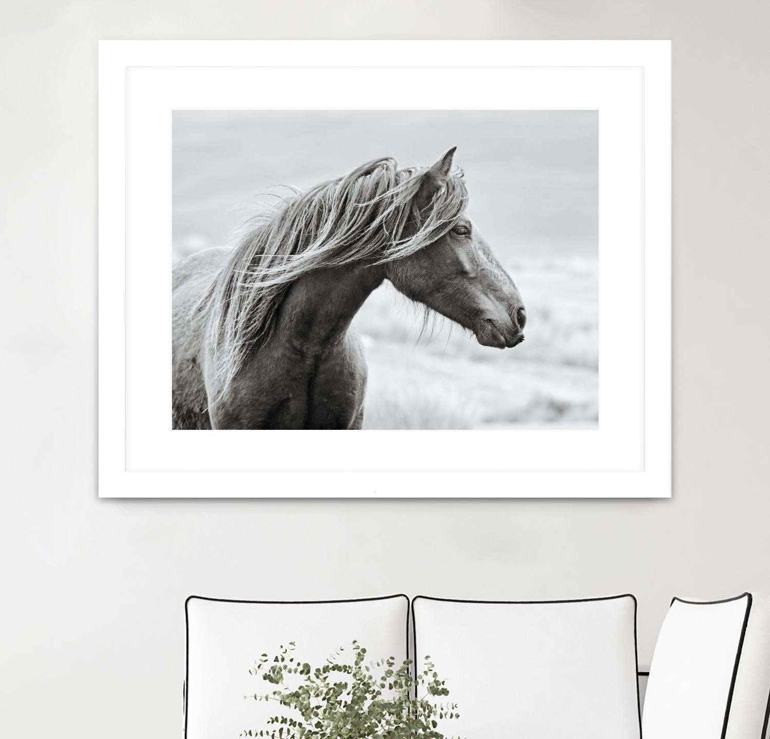 The Fell by Esther Marie on GIANT ART - white animals horse