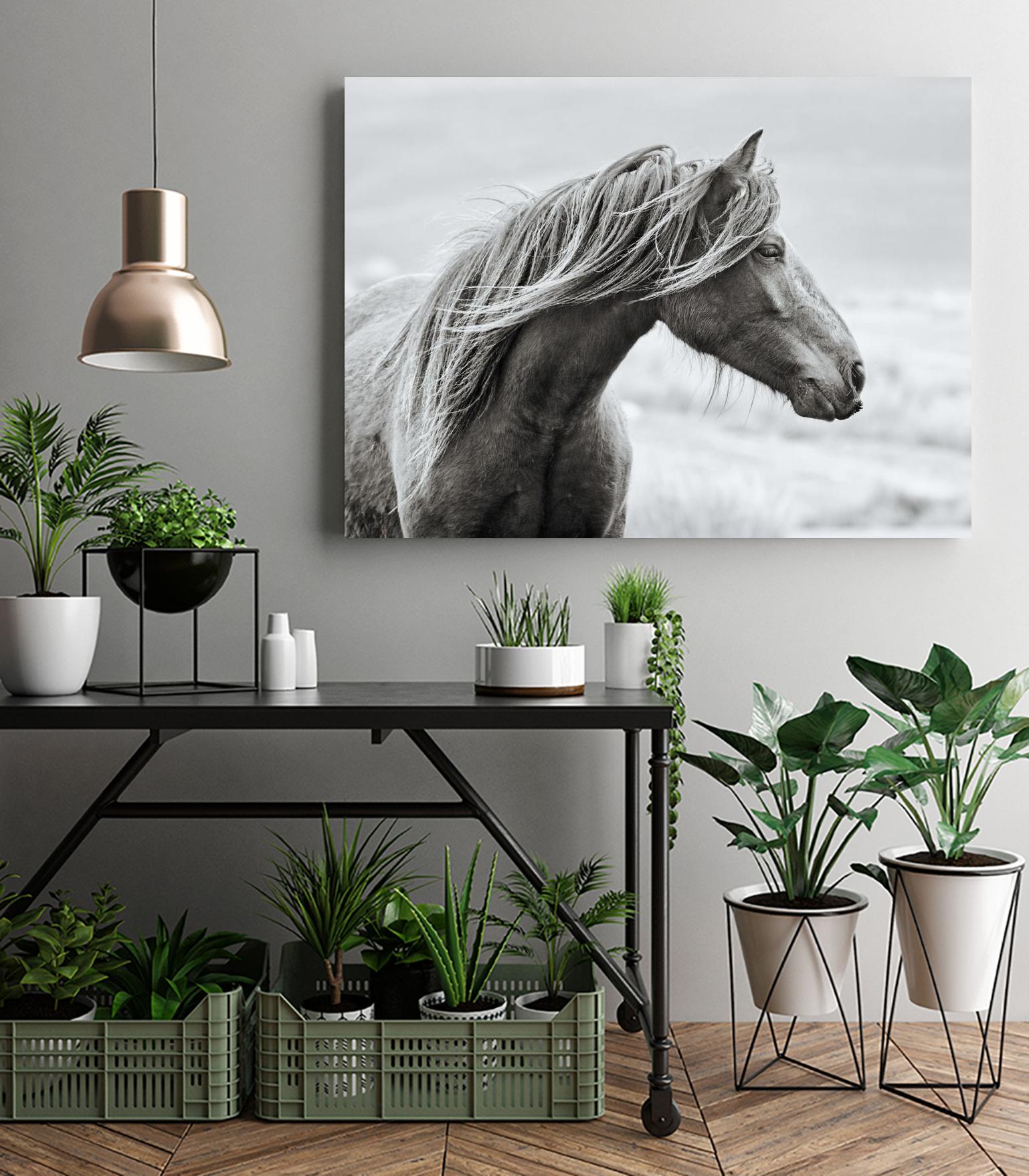 The Fell by Esther Marie on GIANT ART - white animals horse