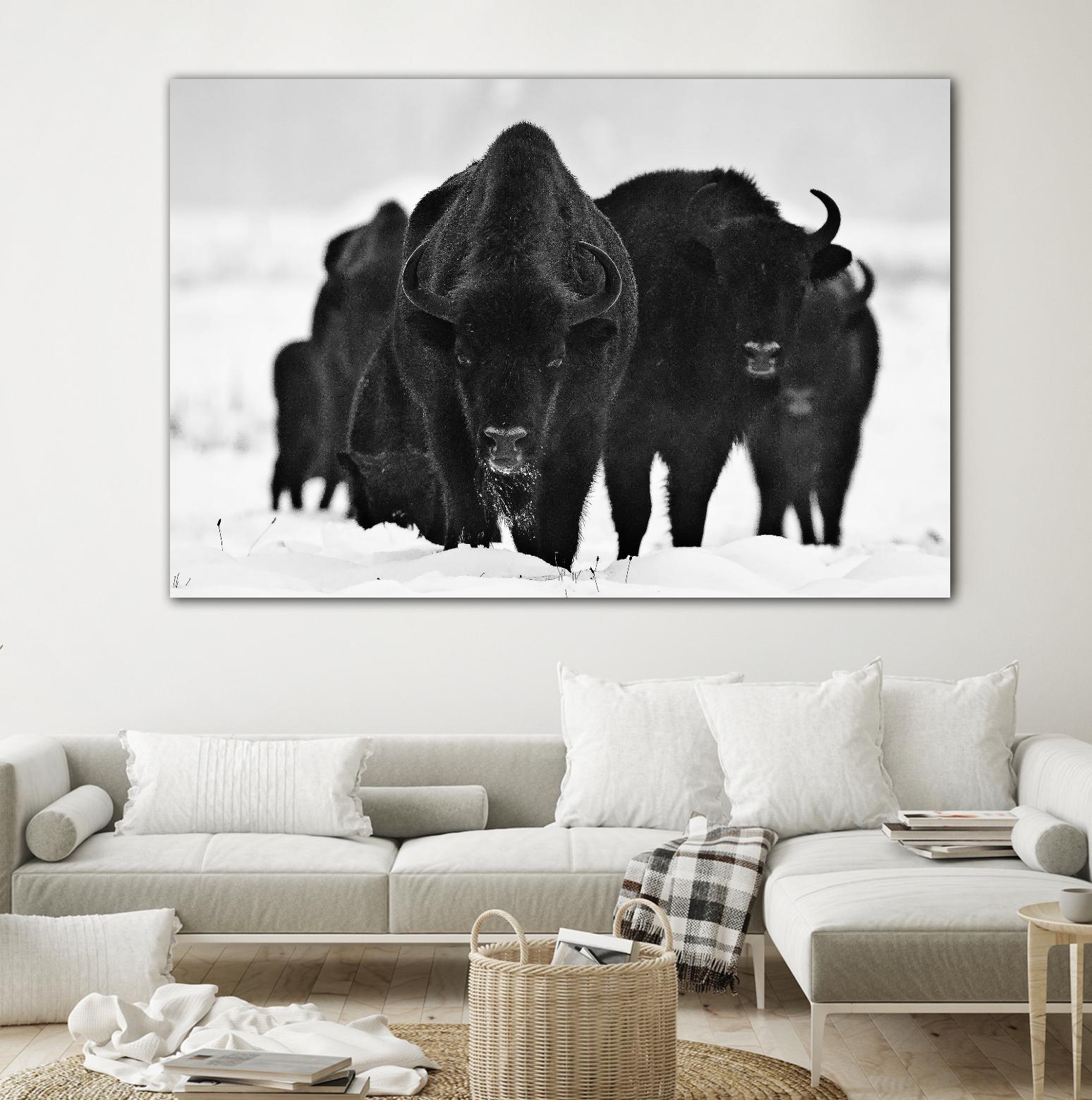 Europeans Bizons by Crepinsek 1X on GIANT ART - black animals