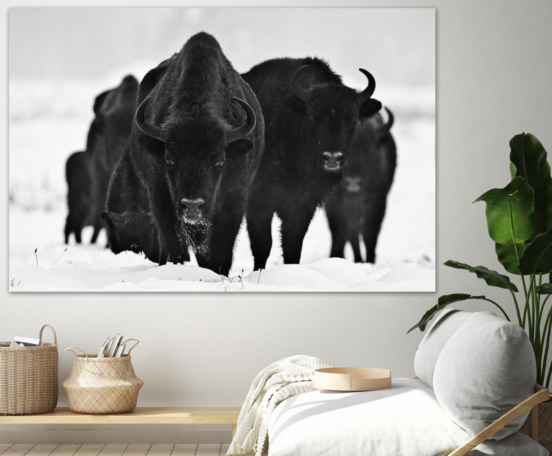 Europeans Bizons by Crepinsek 1X on GIANT ART - black animals