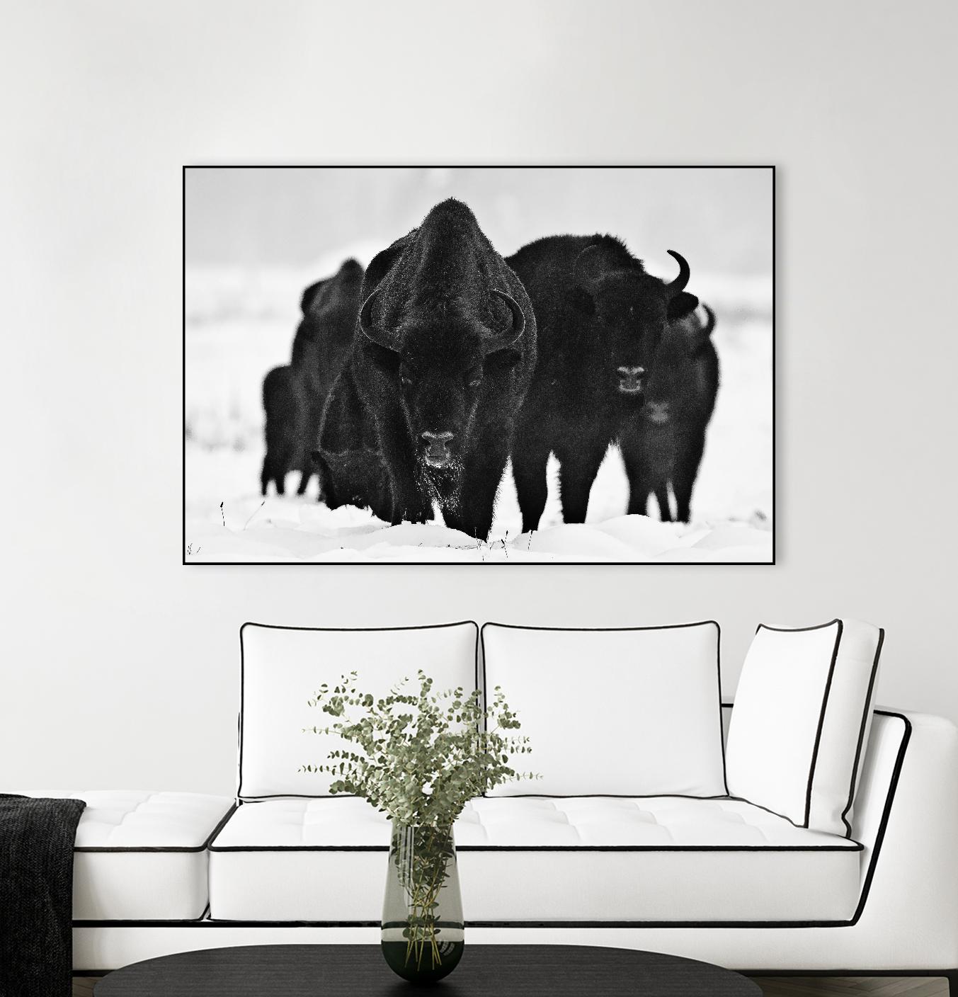 Europeans Bizons by Crepinsek 1X on GIANT ART - black animals