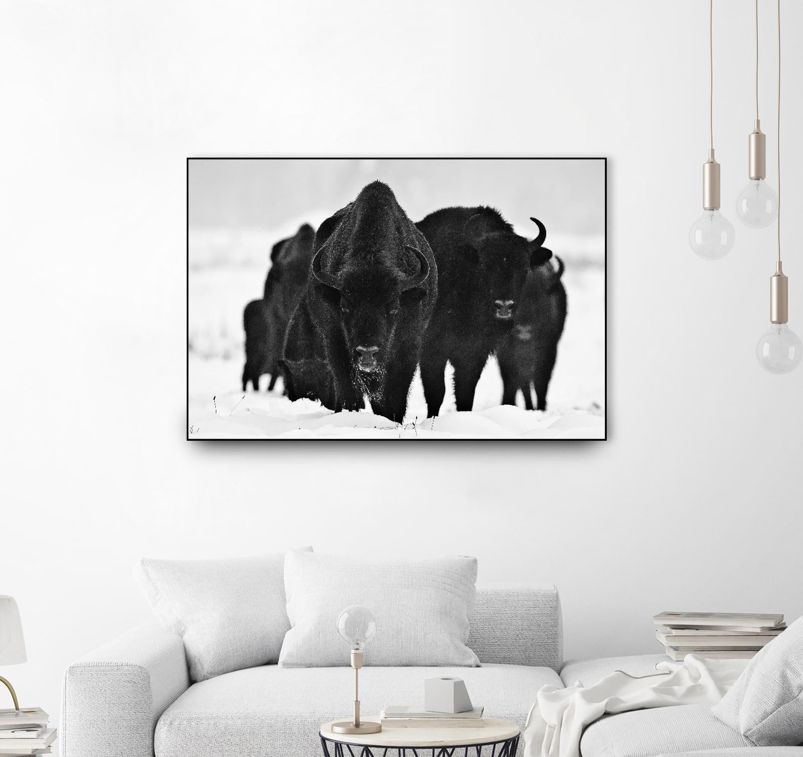 Europeans Bizons by Crepinsek 1X on GIANT ART - black animals