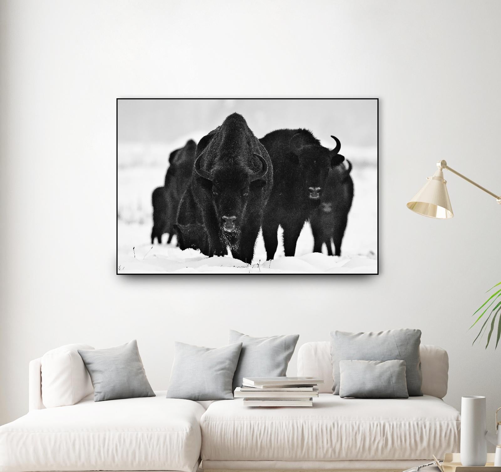 Europeans Bizons by Crepinsek 1X on GIANT ART - black animals
