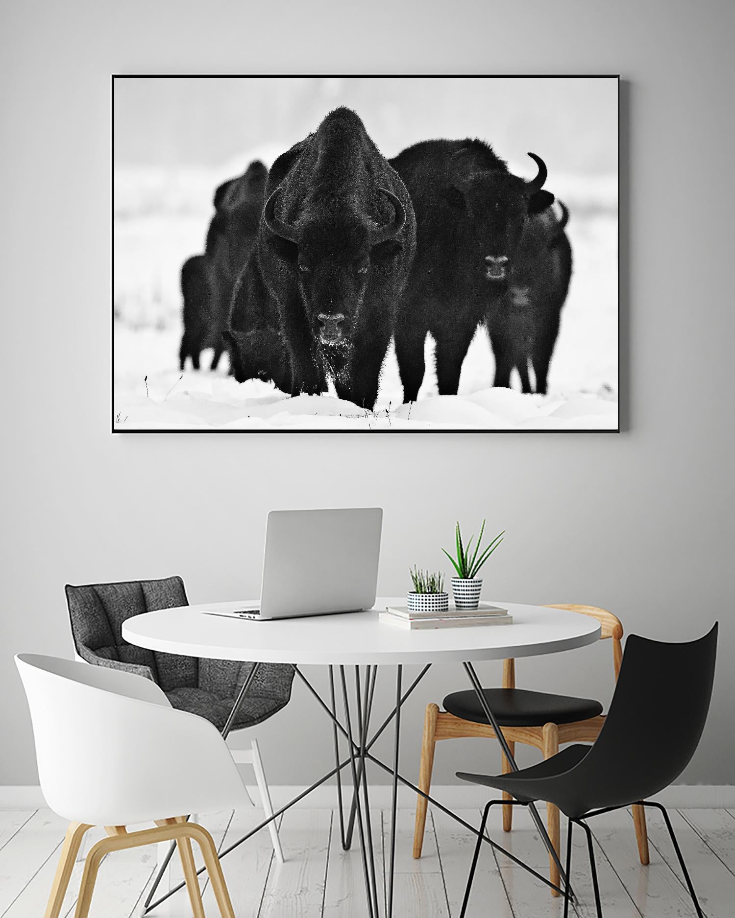 Europeans Bizons by Crepinsek 1X on GIANT ART - black animals
