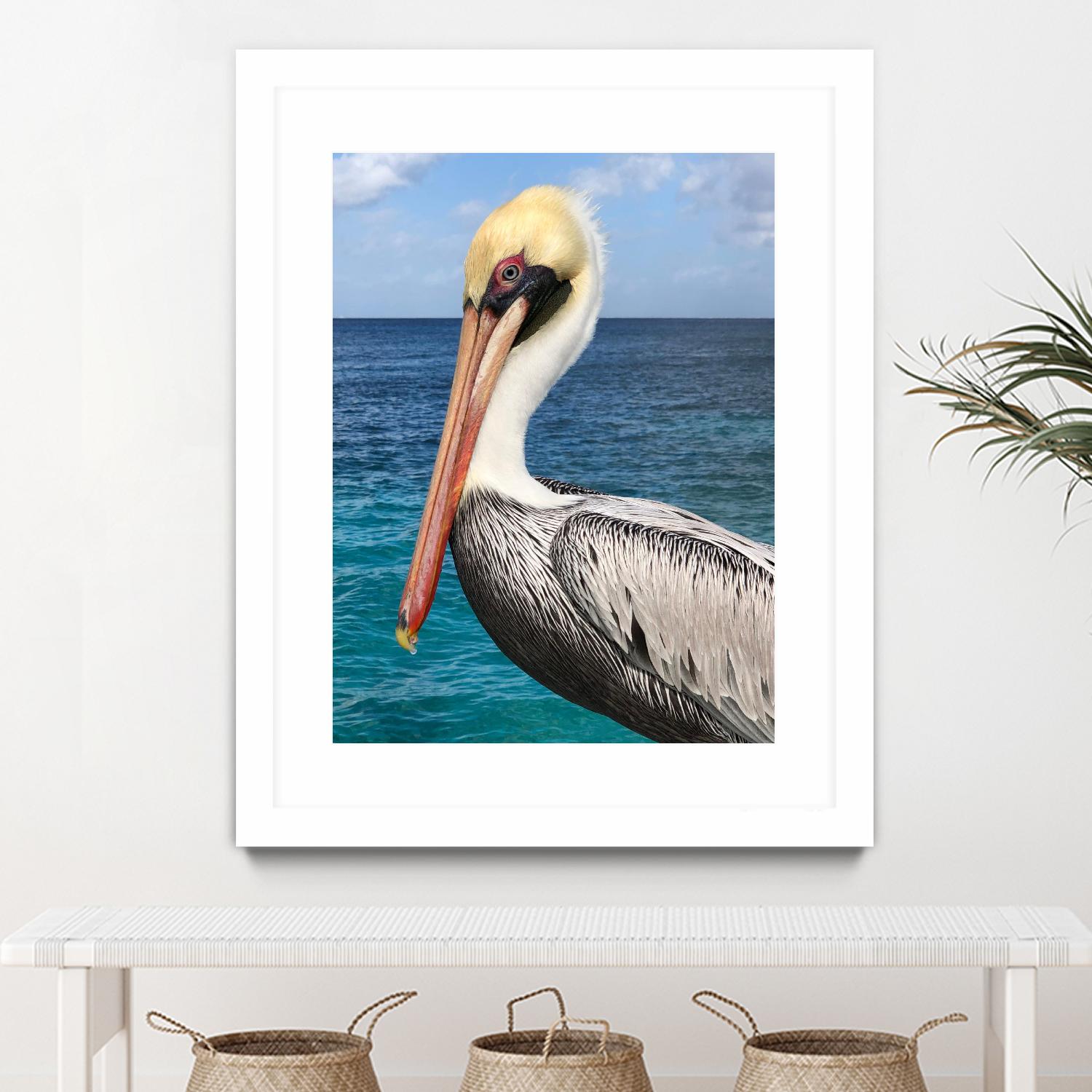 Pelican by Julie DeRice on GIANT ART - coastal photography