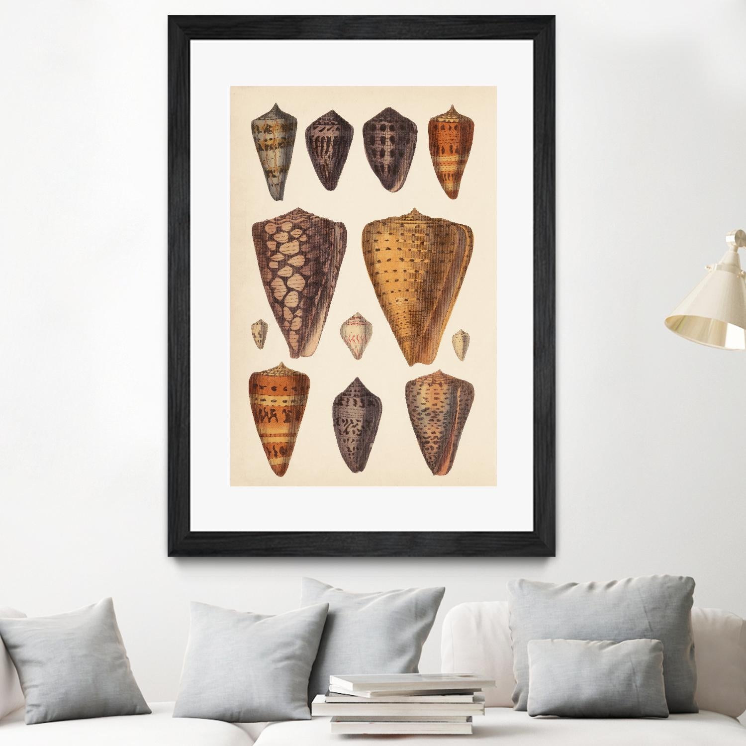 Antique Cone Shells I by Unknown on GIANT ART - orange beach