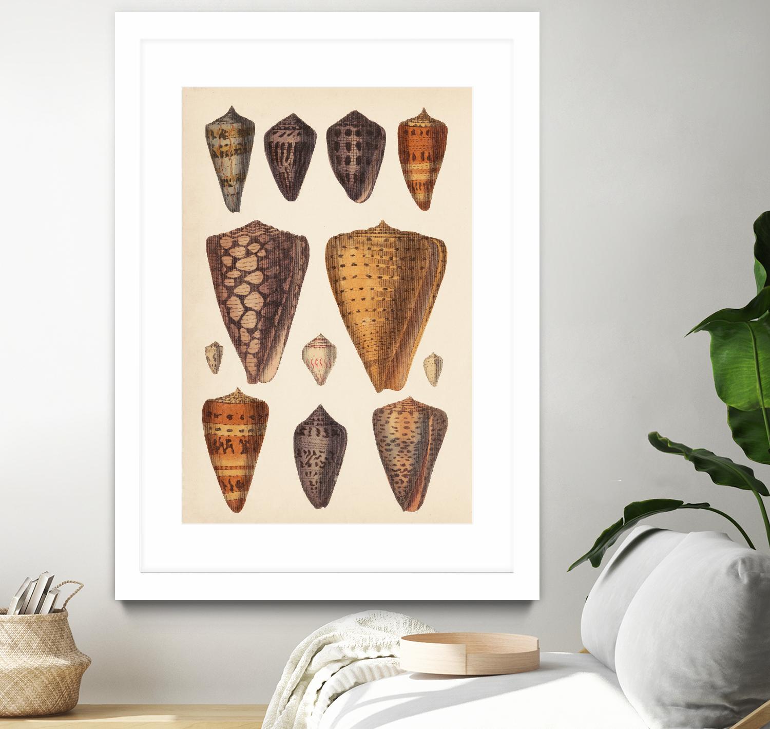 Antique Cone Shells I by Unknown on GIANT ART - orange beach