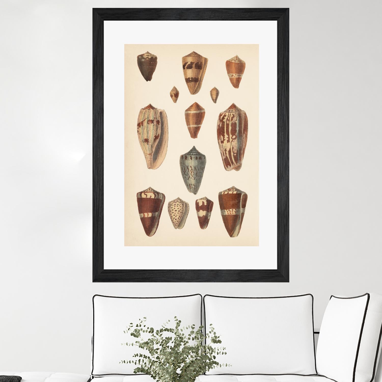 Antique Cone Shells II by Unknown on GIANT ART - beige seashell