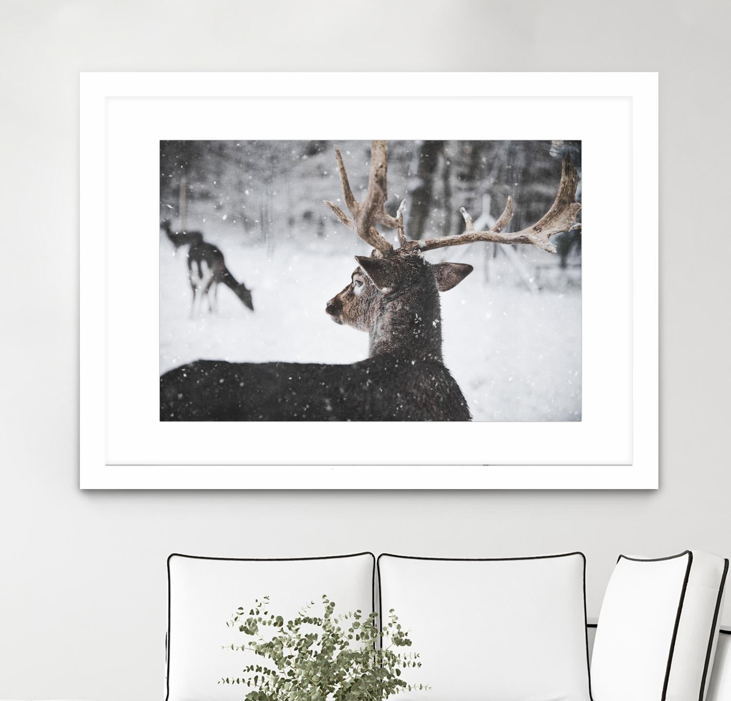 Deers by Pexels on GIANT ART - white animals