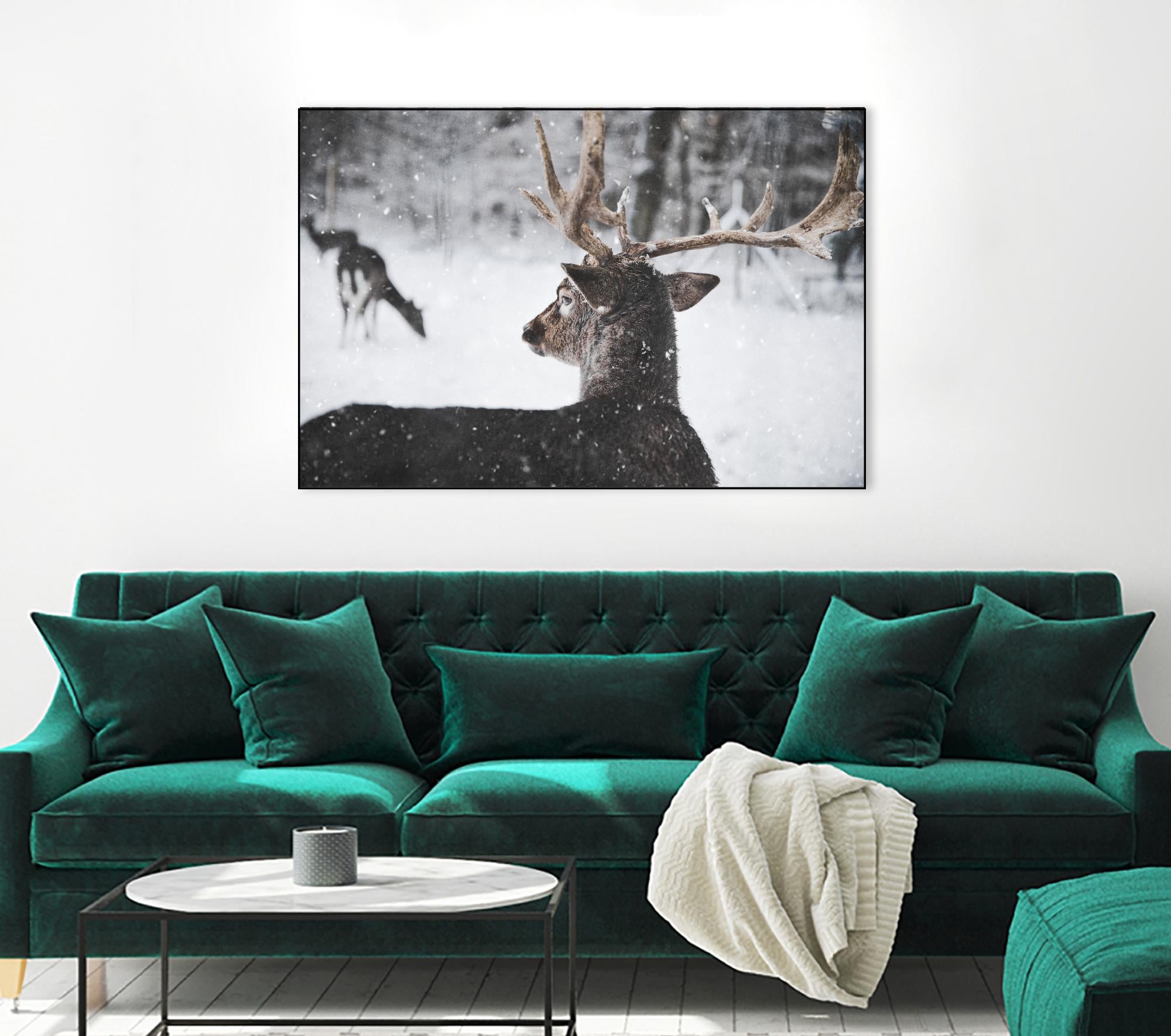 Deers by Pexels on GIANT ART - white animals