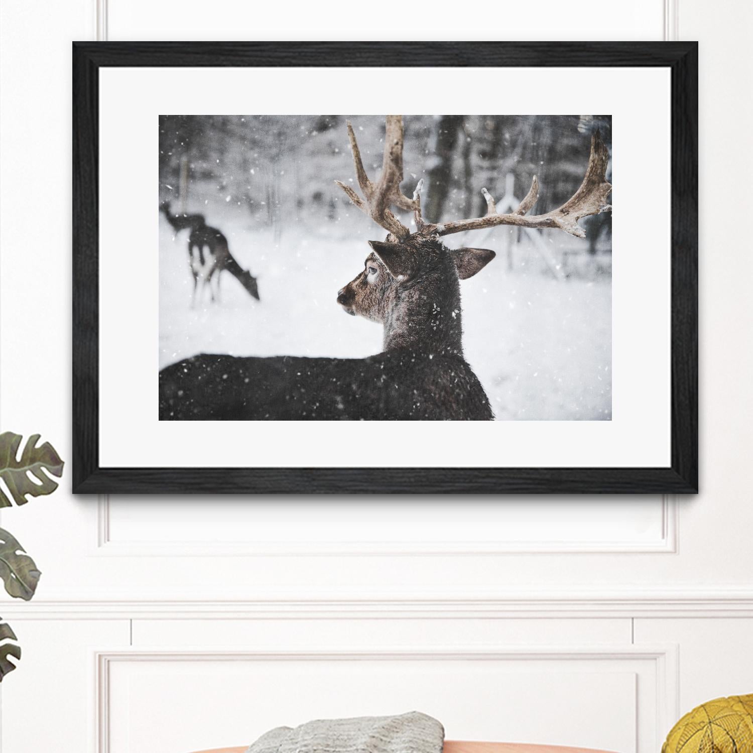 Deers by Pexels on GIANT ART - white animals