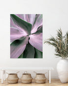 Agave by Caterina Lo Cicero on GIANT ART - pink pink